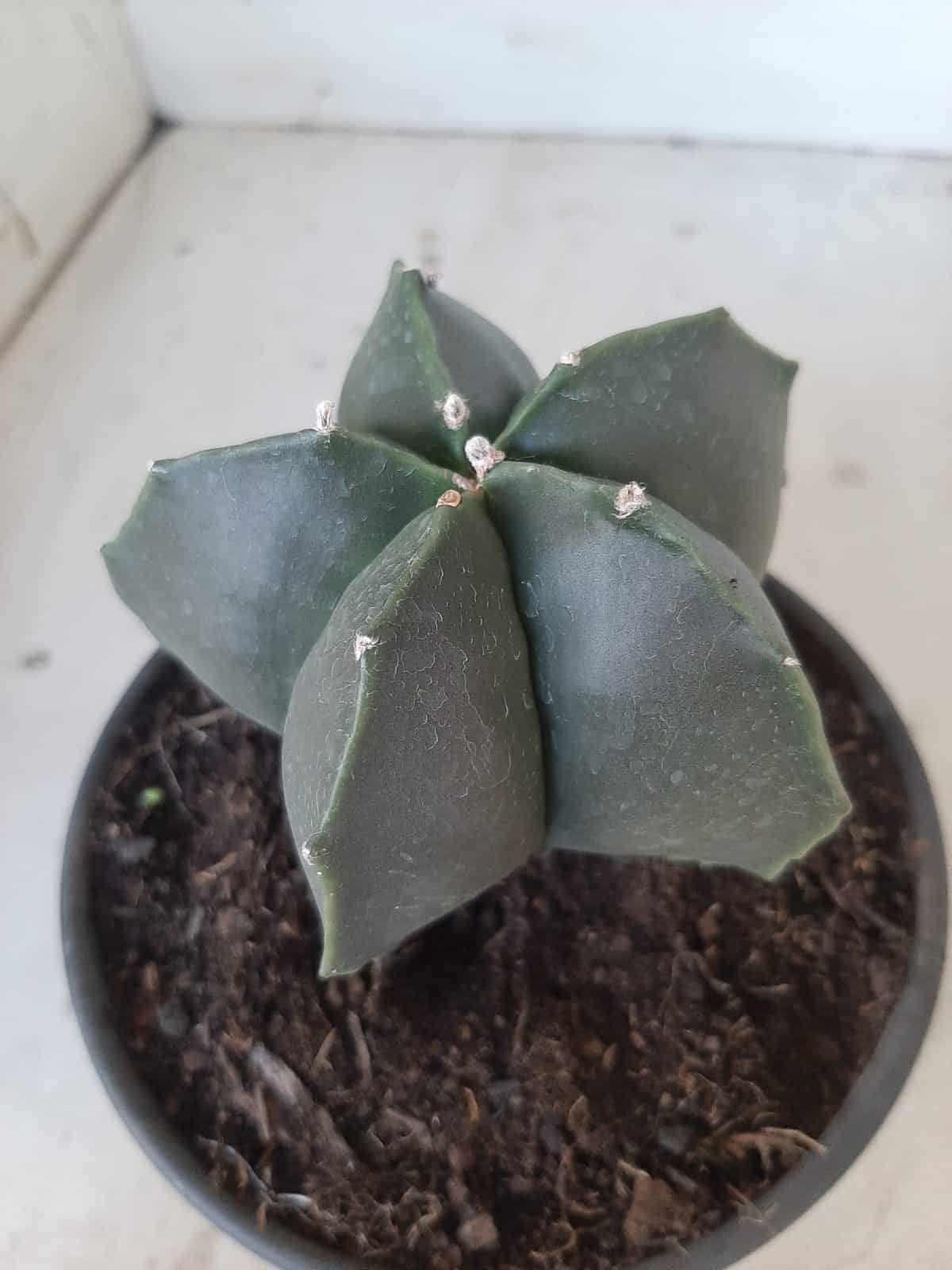 ASTROPHYTUM MYRIOSTIGMA "NUDUM"  Nº 390 – vaso 15