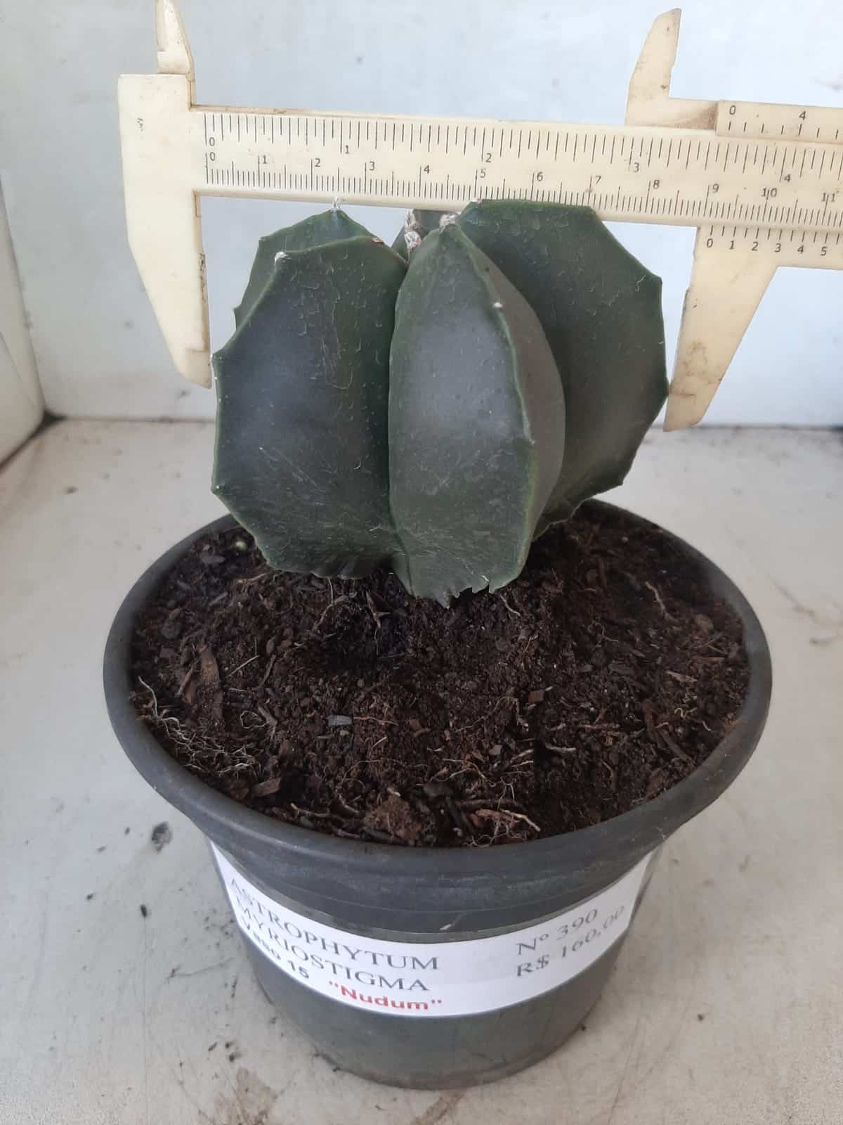 ASTROPHYTUM MYRIOSTIGMA "NUDUM"  Nº 390 – vaso 15