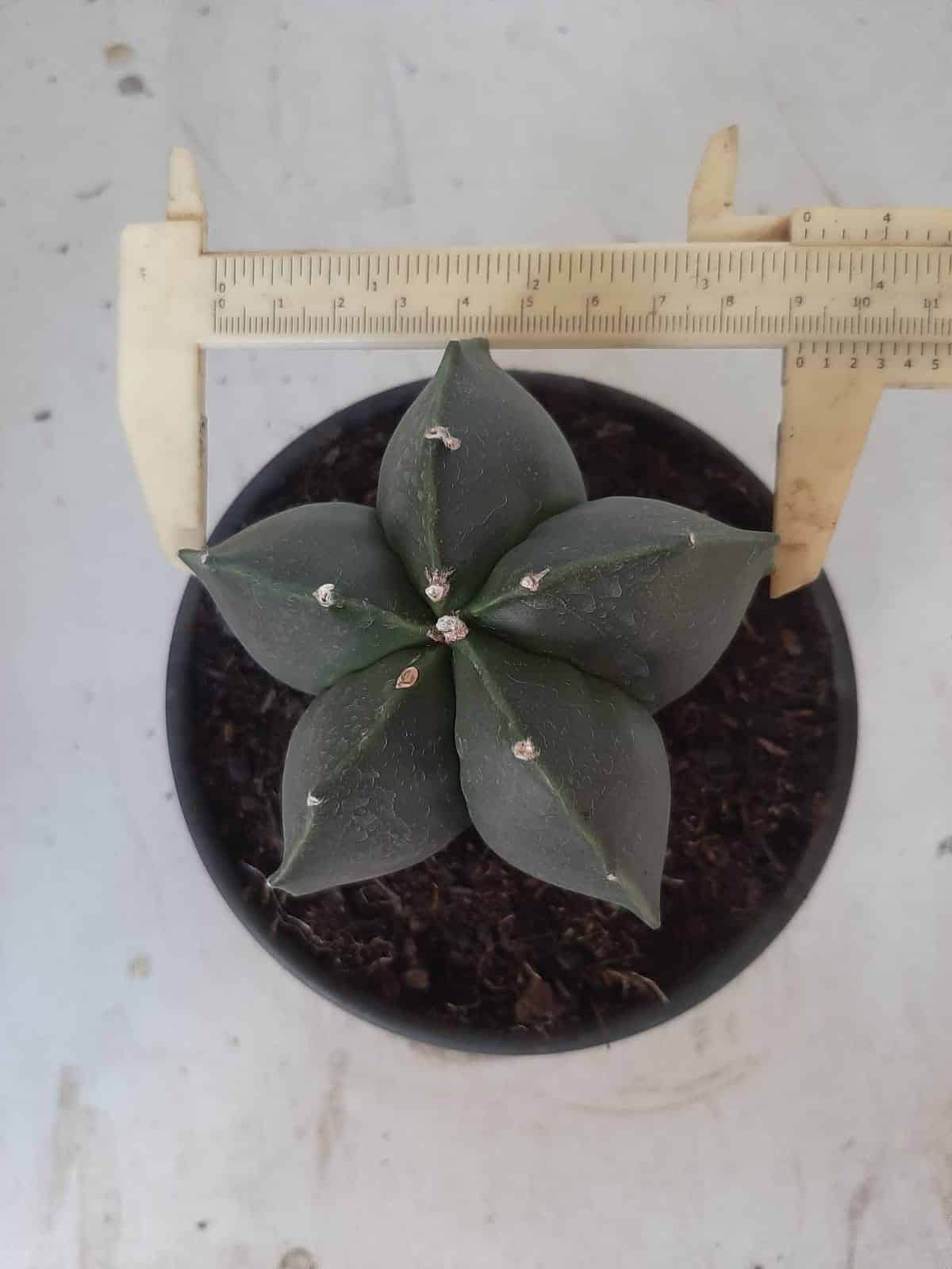 ASTROPHYTUM MYRIOSTIGMA "NUDUM"  Nº 390 – vaso 15