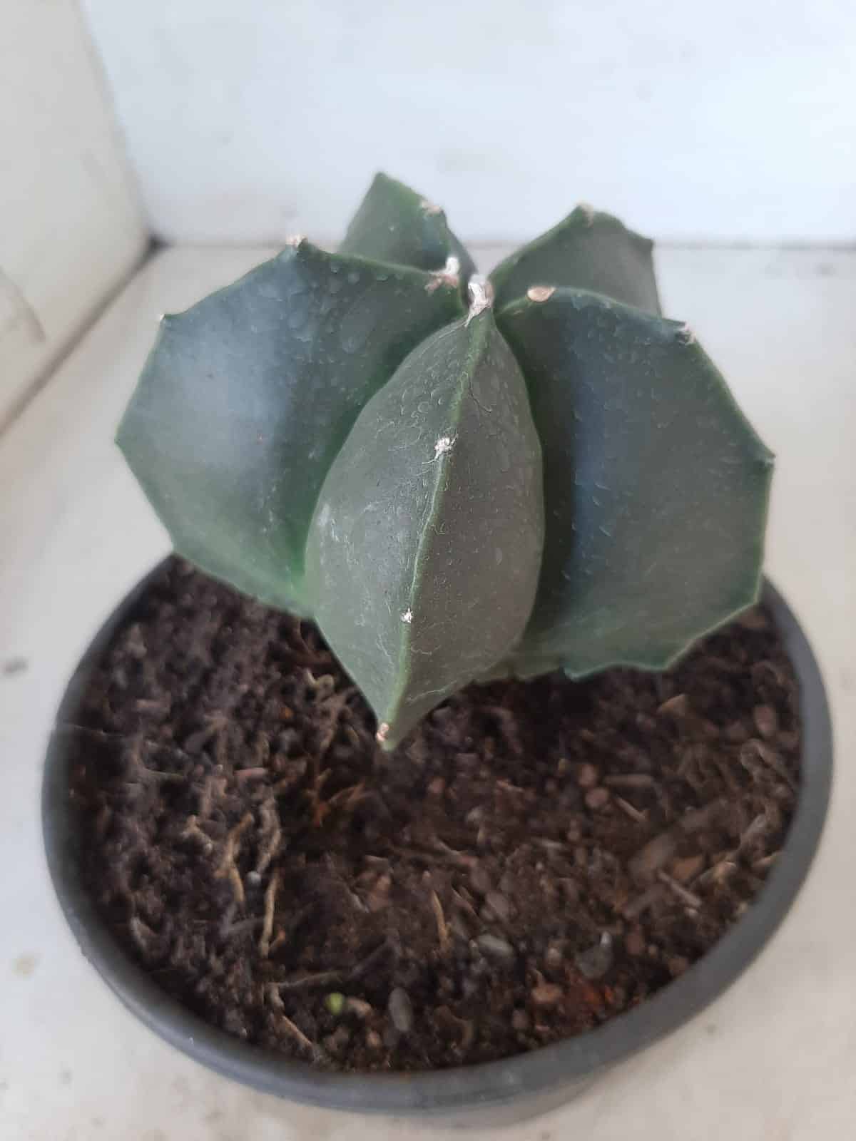 ASTROPHYTUM MYRIOSTIGMA "NUDUM"  Nº 390 – vaso 15