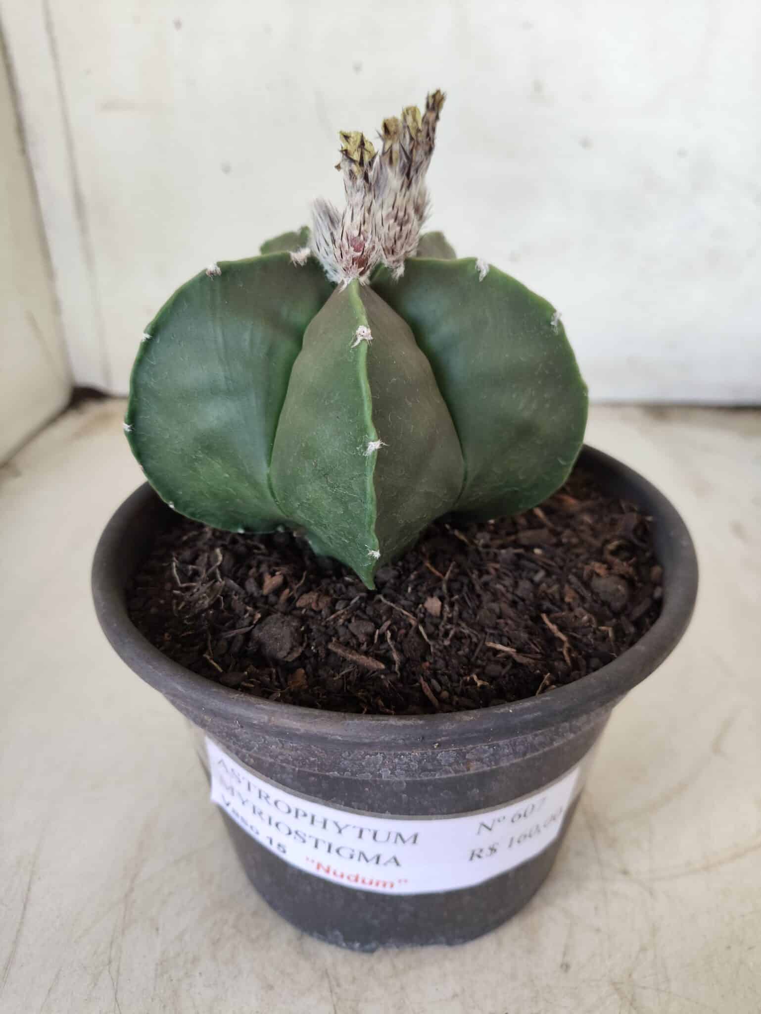 ASTROPHYTUM MYRIOSTIGMA "Nudum"  Nº 607 – vaso 15
