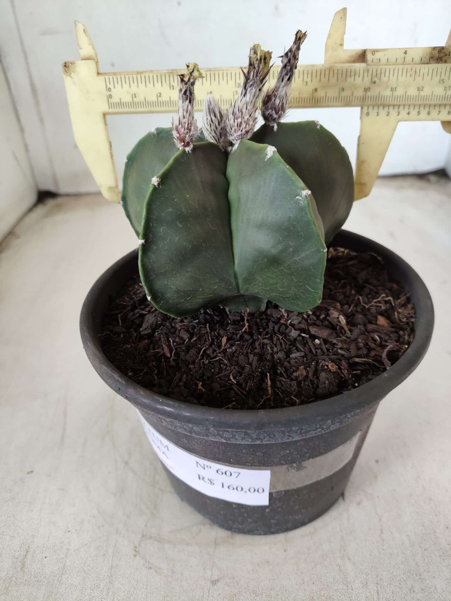 ASTROPHYTUM MYRIOSTIGMA "Nudum"  Nº 607 – vaso 15