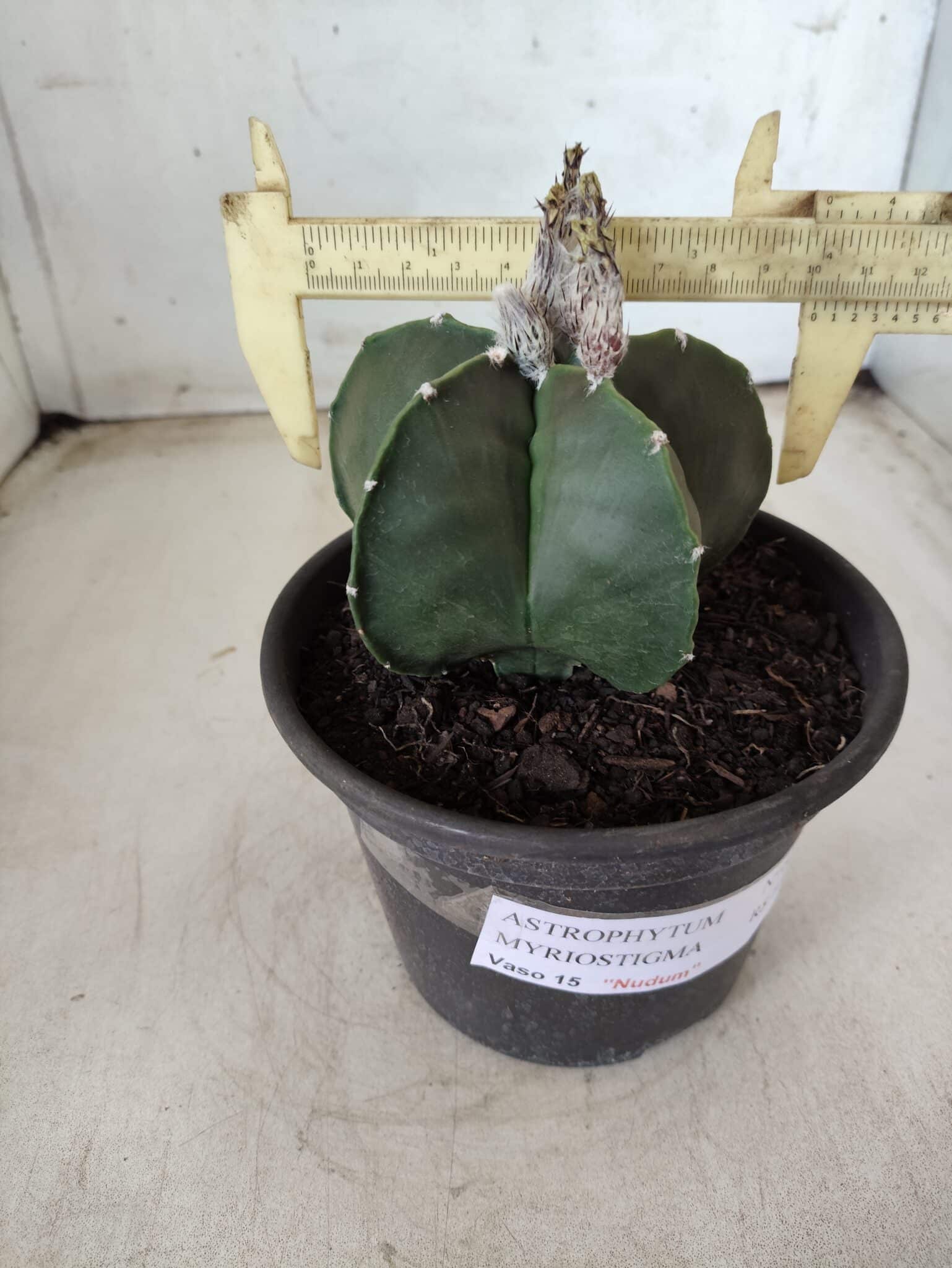 ASTROPHYTUM MYRIOSTIGMA "Nudum"  Nº 607 – vaso 15