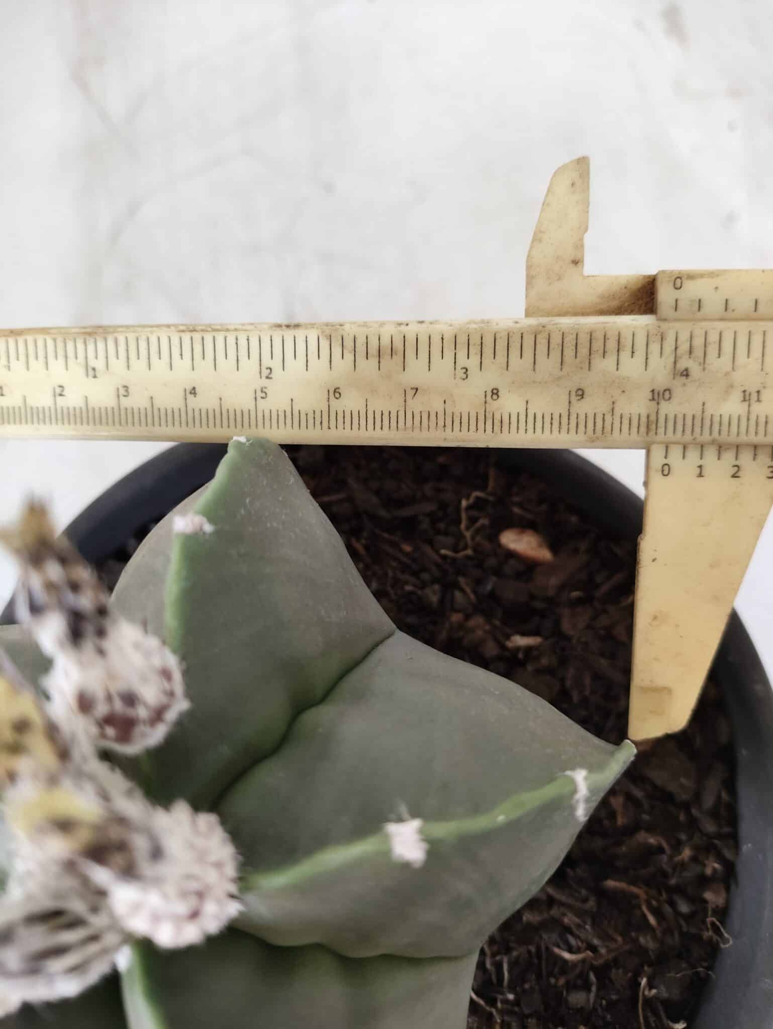 ASTROPHYTUM MYRIOSTIGMA "Nudum"  Nº 607 – vaso 15
