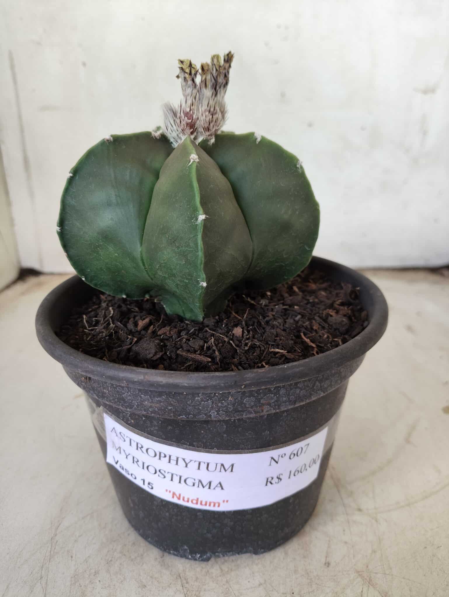 ASTROPHYTUM MYRIOSTIGMA "Nudum"  Nº 607 – vaso 15