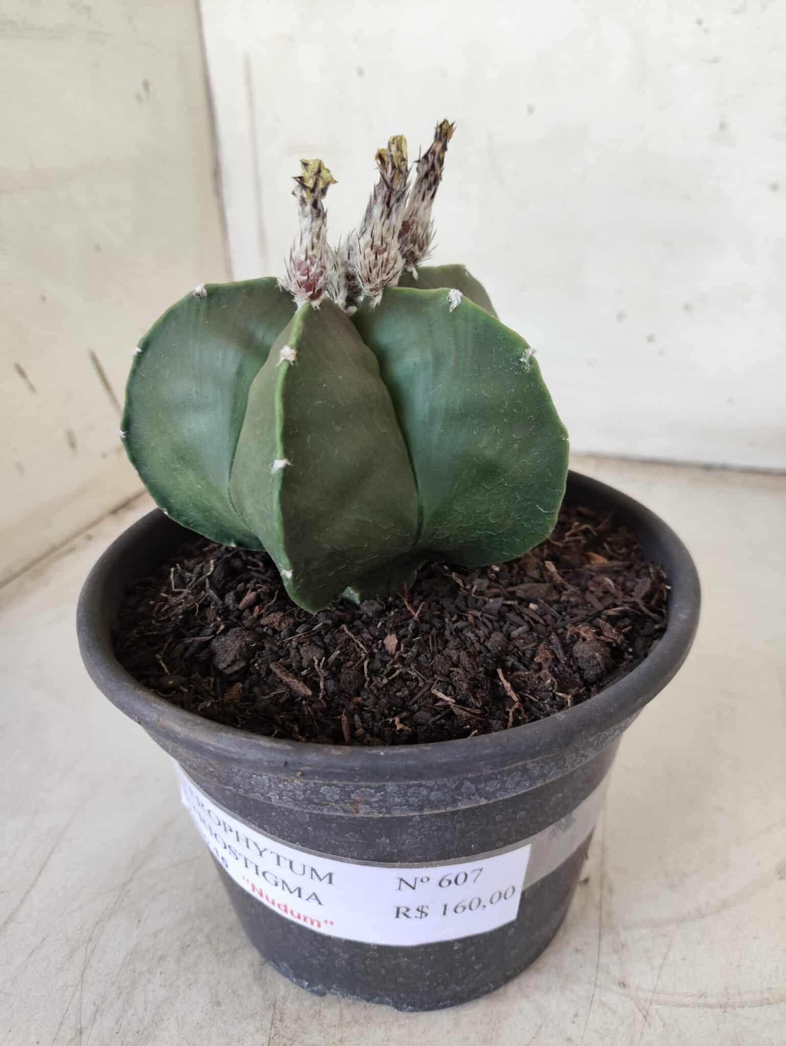ASTROPHYTUM MYRIOSTIGMA "Nudum"  Nº 607 – vaso 15