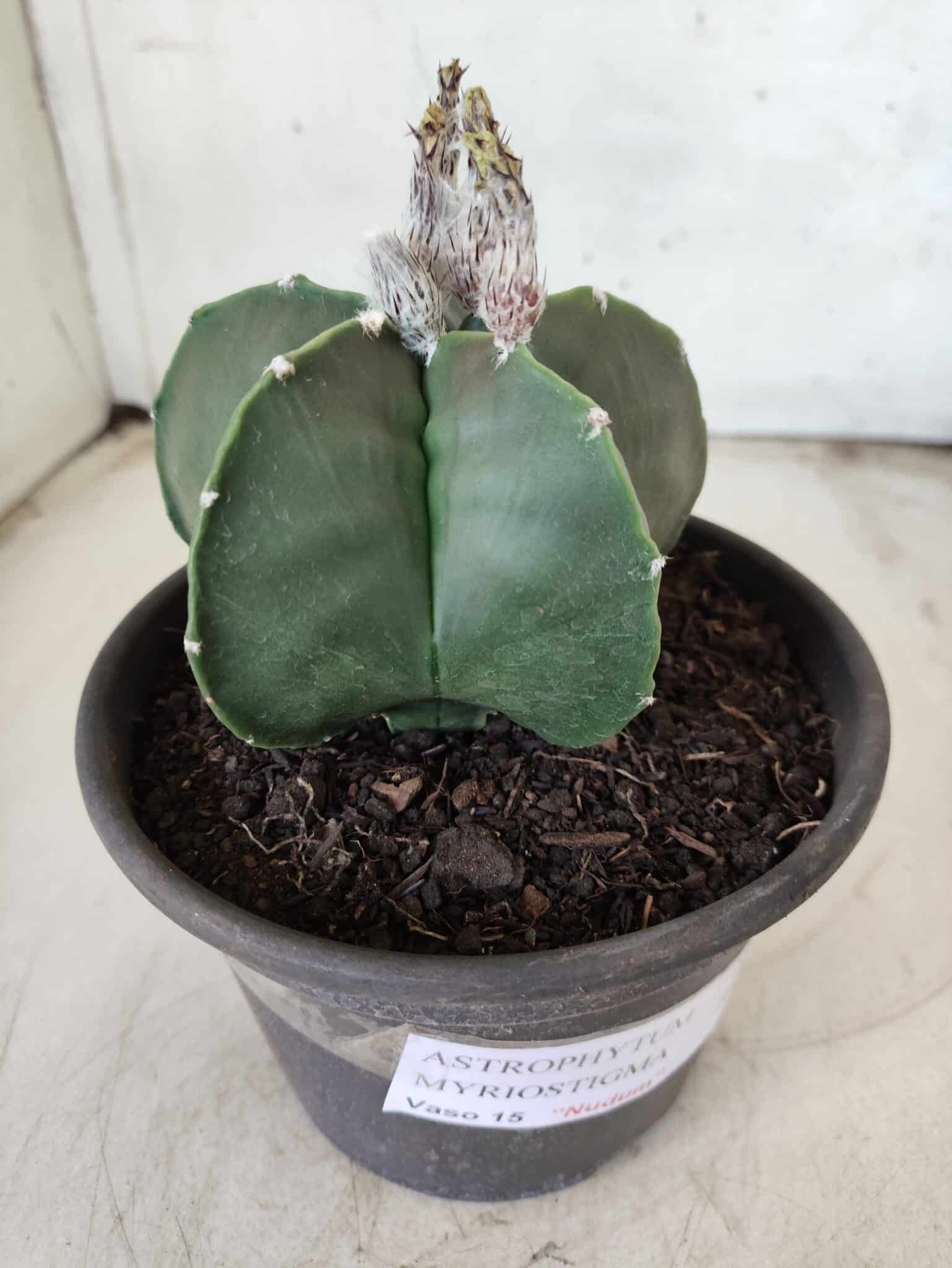 ASTROPHYTUM MYRIOSTIGMA "Nudum"  Nº 607 – vaso 15