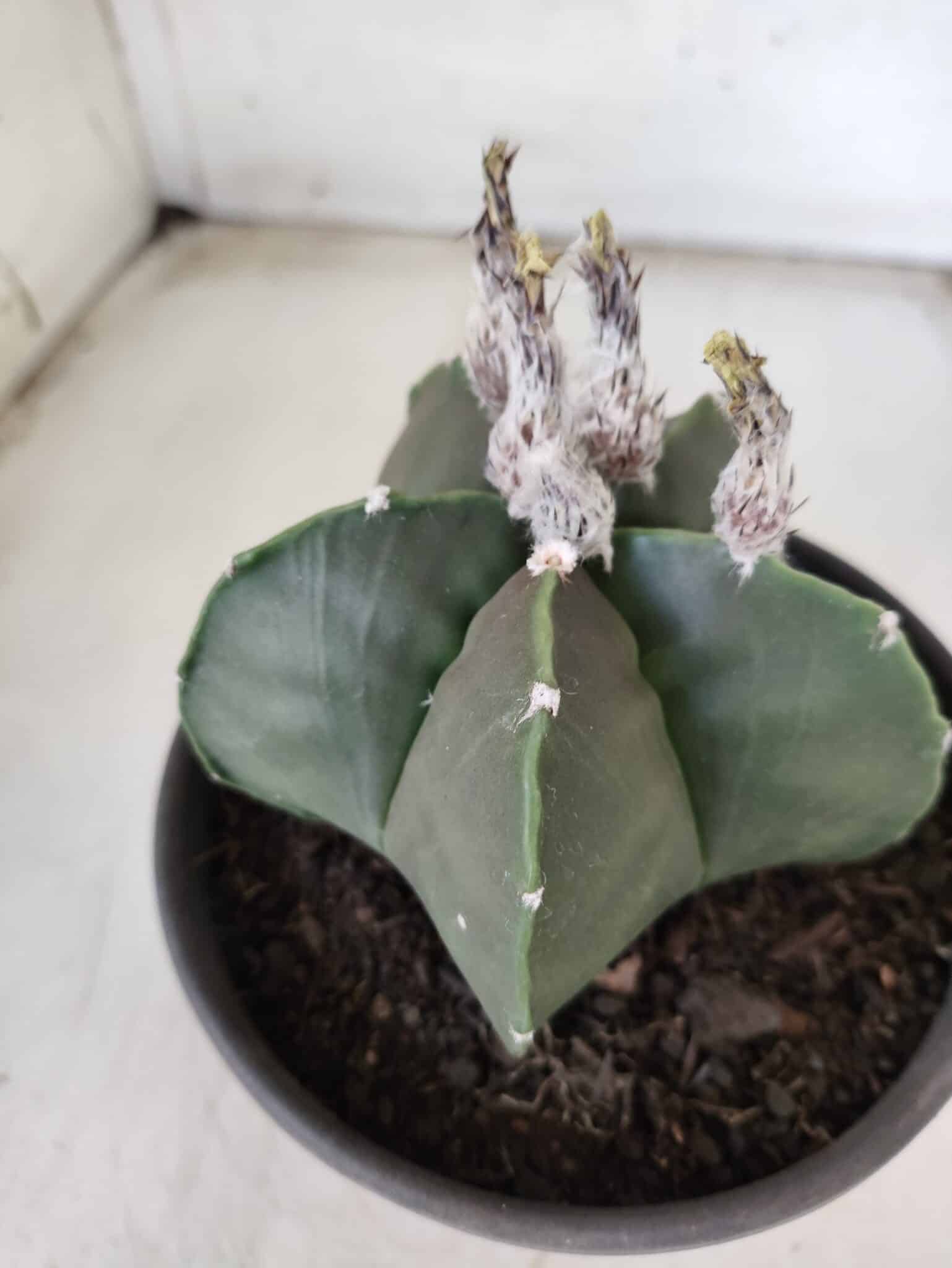ASTROPHYTUM MYRIOSTIGMA "Nudum"  Nº 607 – vaso 15