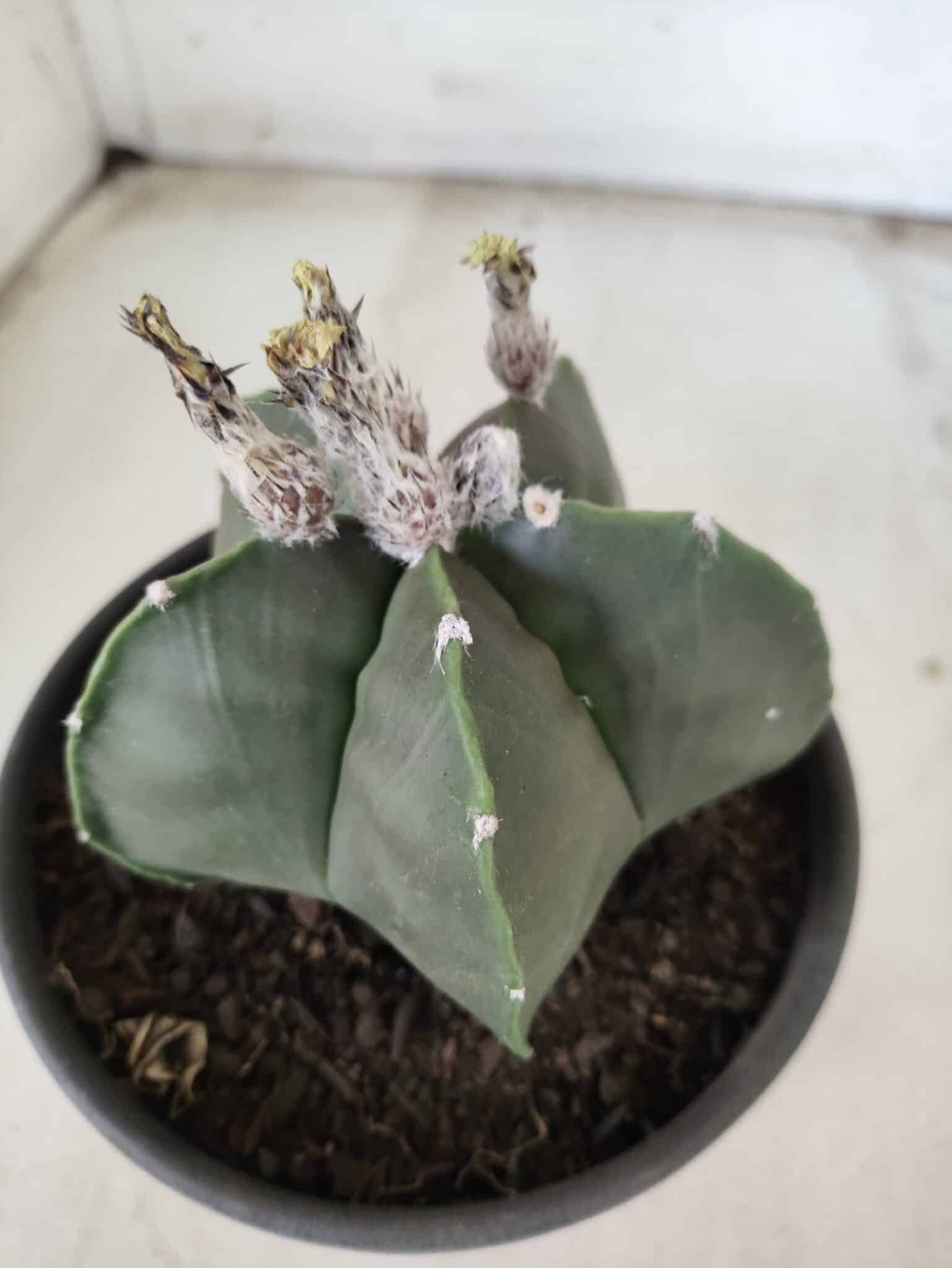 ASTROPHYTUM MYRIOSTIGMA "Nudum"  Nº 607 – vaso 15