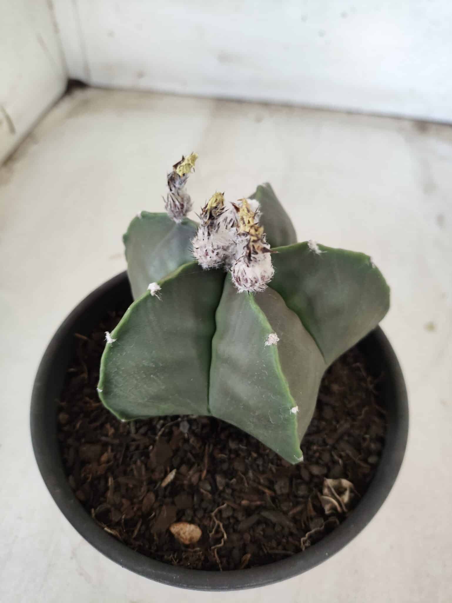 ASTROPHYTUM MYRIOSTIGMA "Nudum"  Nº 607 – vaso 15