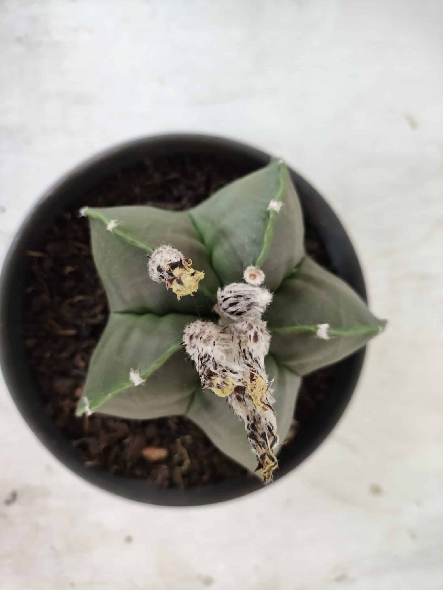 ASTROPHYTUM MYRIOSTIGMA "Nudum"  Nº 607 – vaso 15