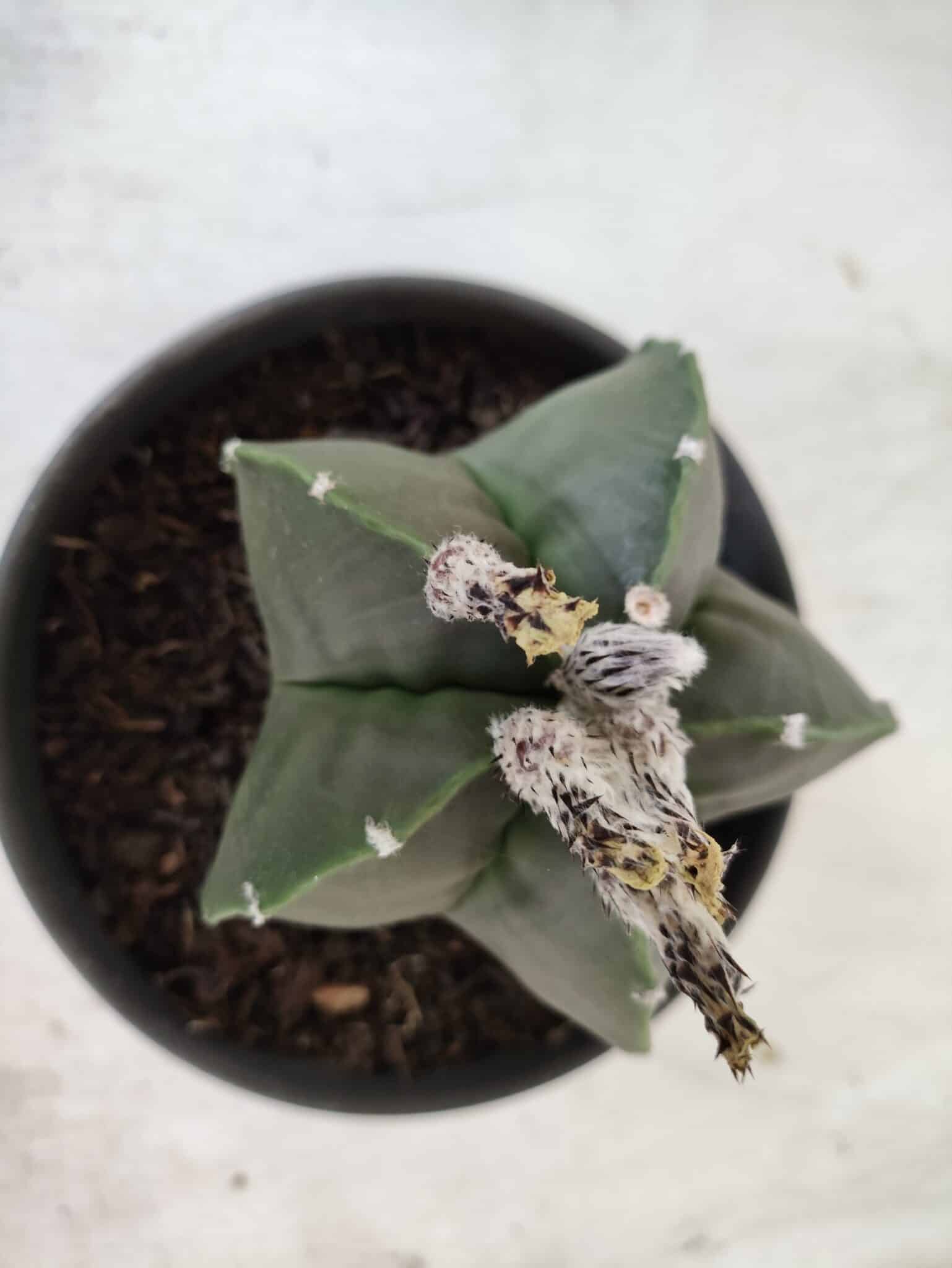 ASTROPHYTUM MYRIOSTIGMA "Nudum"  Nº 607 – vaso 15