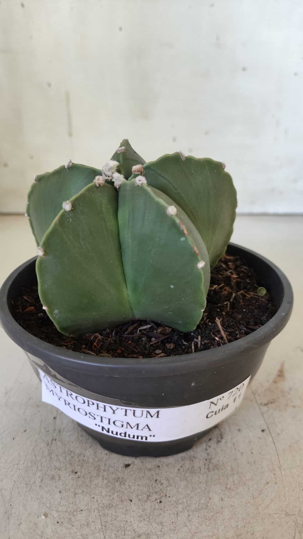 ASTROPHYTUM MYRIOSTIGMA "NUDUM" Nº 720 – cuia 11