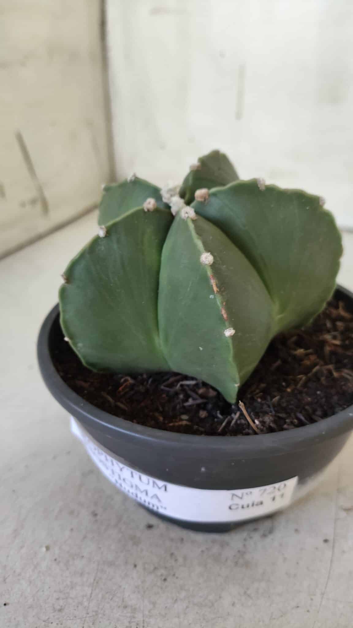 ASTROPHYTUM MYRIOSTIGMA "NUDUM" Nº 720 – cuia 11
