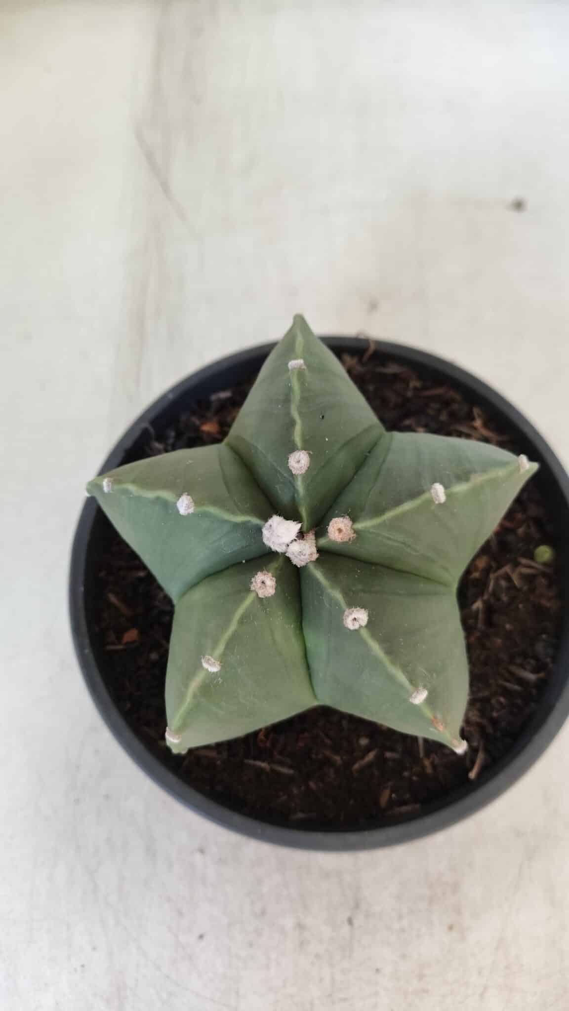 ASTROPHYTUM MYRIOSTIGMA "NUDUM" Nº 720 – cuia 11