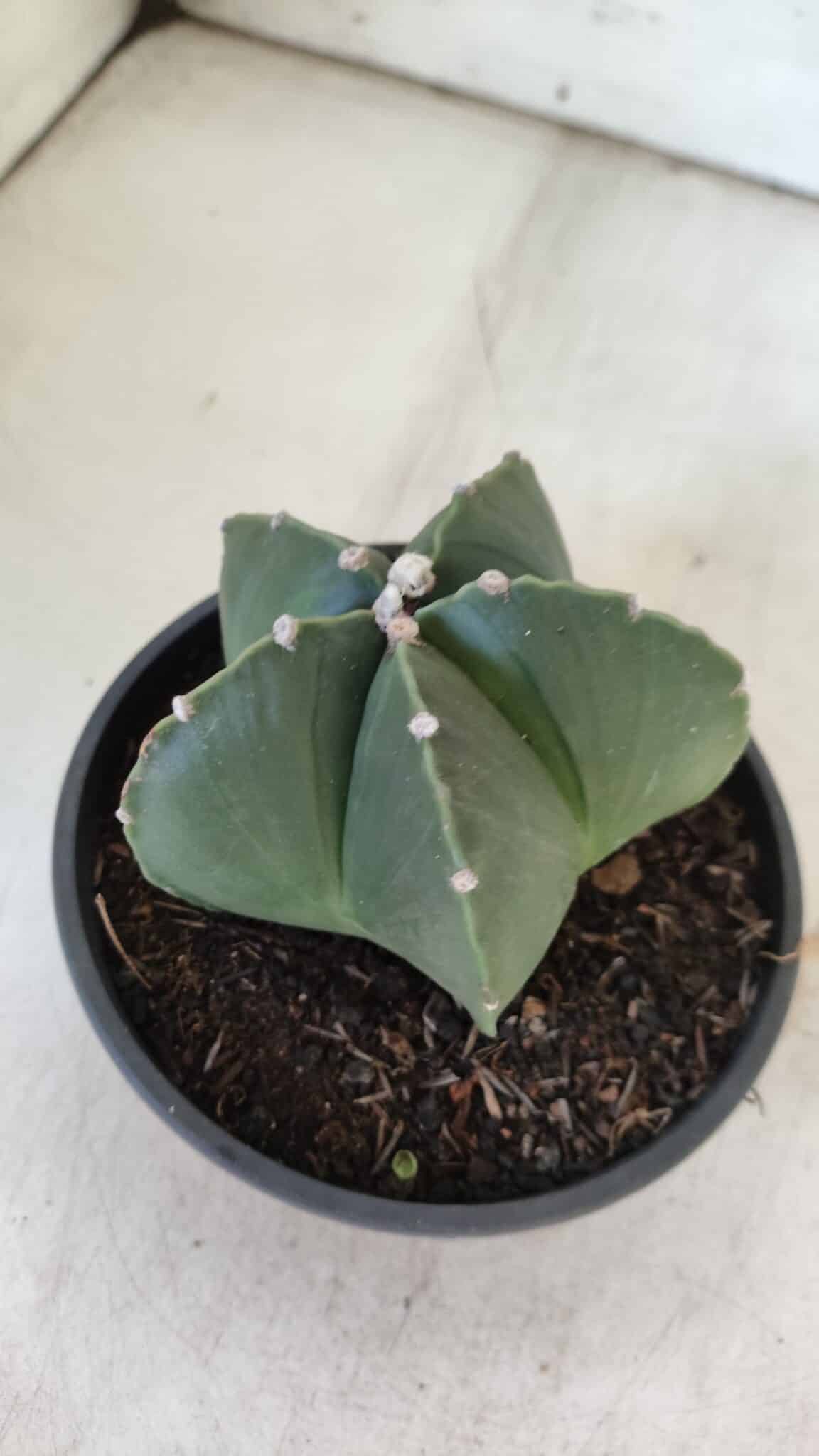 ASTROPHYTUM MYRIOSTIGMA "NUDUM" Nº 720 – cuia 11