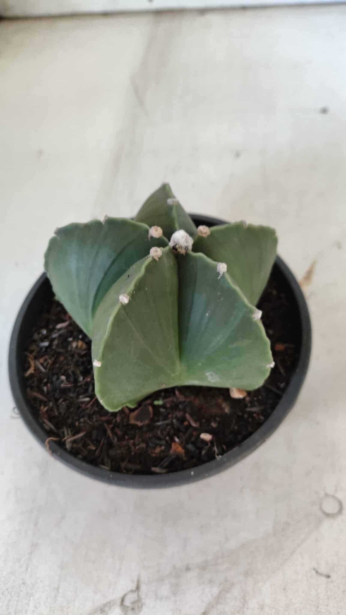 ASTROPHYTUM MYRIOSTIGMA "NUDUM" Nº 720 – cuia 11