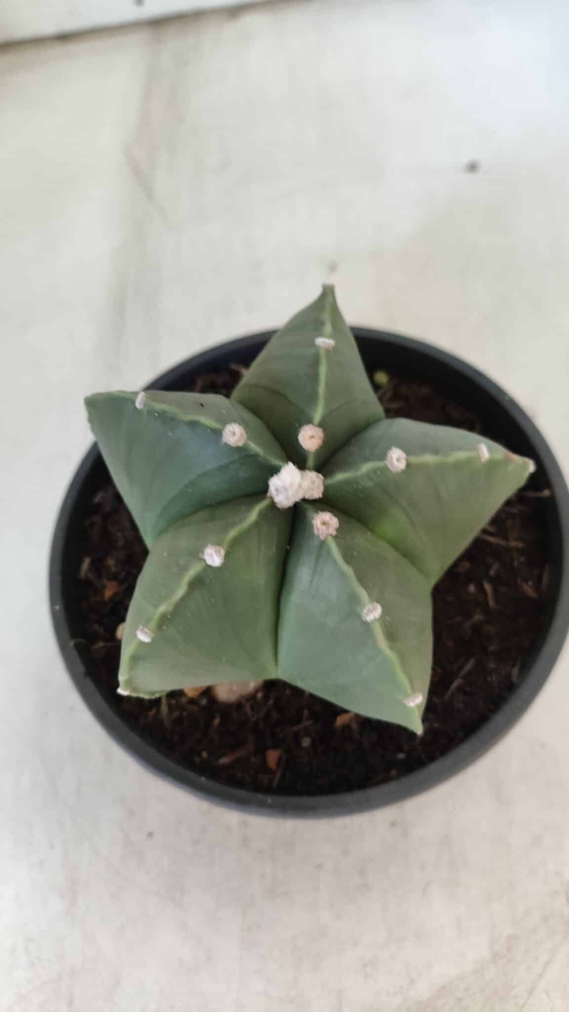 ASTROPHYTUM MYRIOSTIGMA "NUDUM" Nº 720 – cuia 11