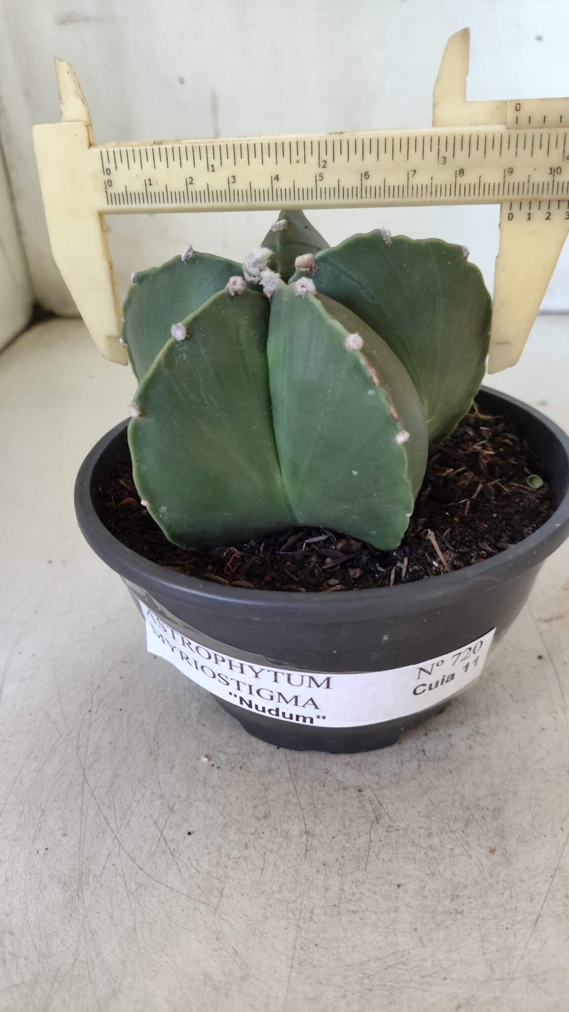 ASTROPHYTUM MYRIOSTIGMA "NUDUM" Nº 720 – cuia 11