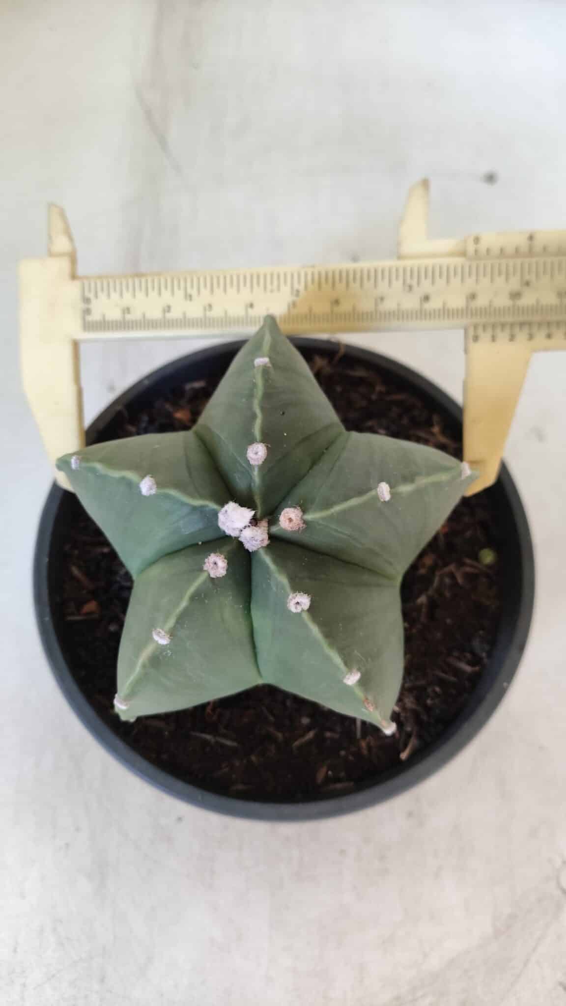 ASTROPHYTUM MYRIOSTIGMA "NUDUM" Nº 720 – cuia 11