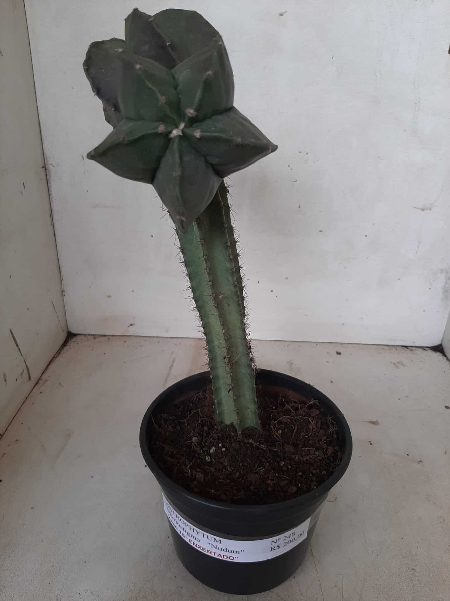 ASTROPHYTUM MYRIOSTIGMA NUDUM "ENXERTADO"  Nº 248 – vaso 15