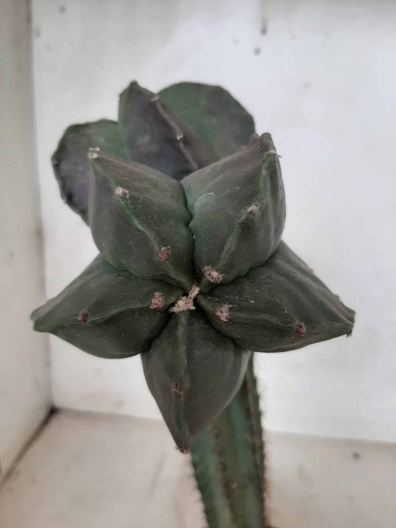 ASTROPHYTUM MYRIOSTIGMA NUDUM "ENXERTADO"  Nº 248 – vaso 15