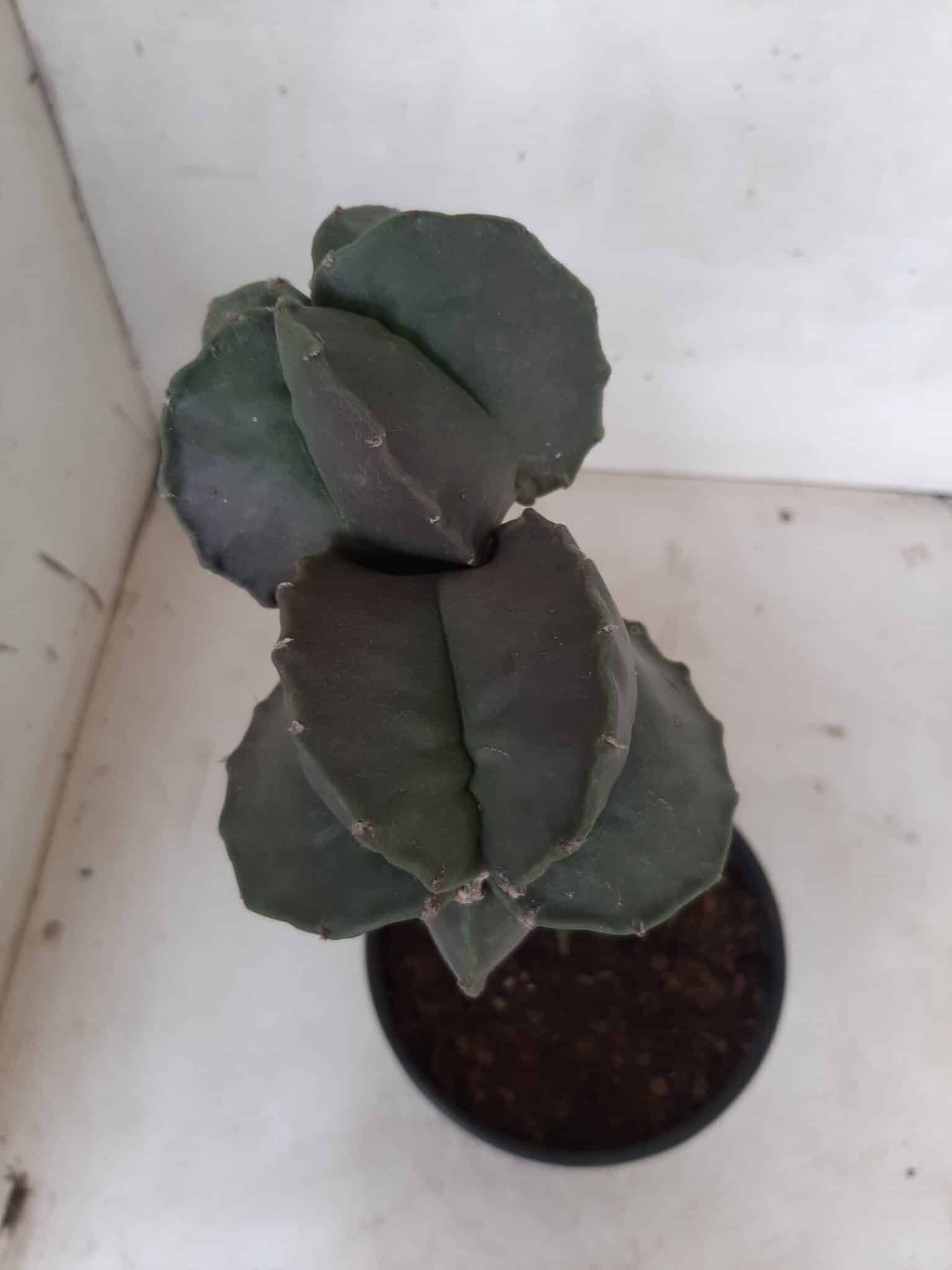 ASTROPHYTUM MYRIOSTIGMA NUDUM "ENXERTADO"  Nº 248 – vaso 15