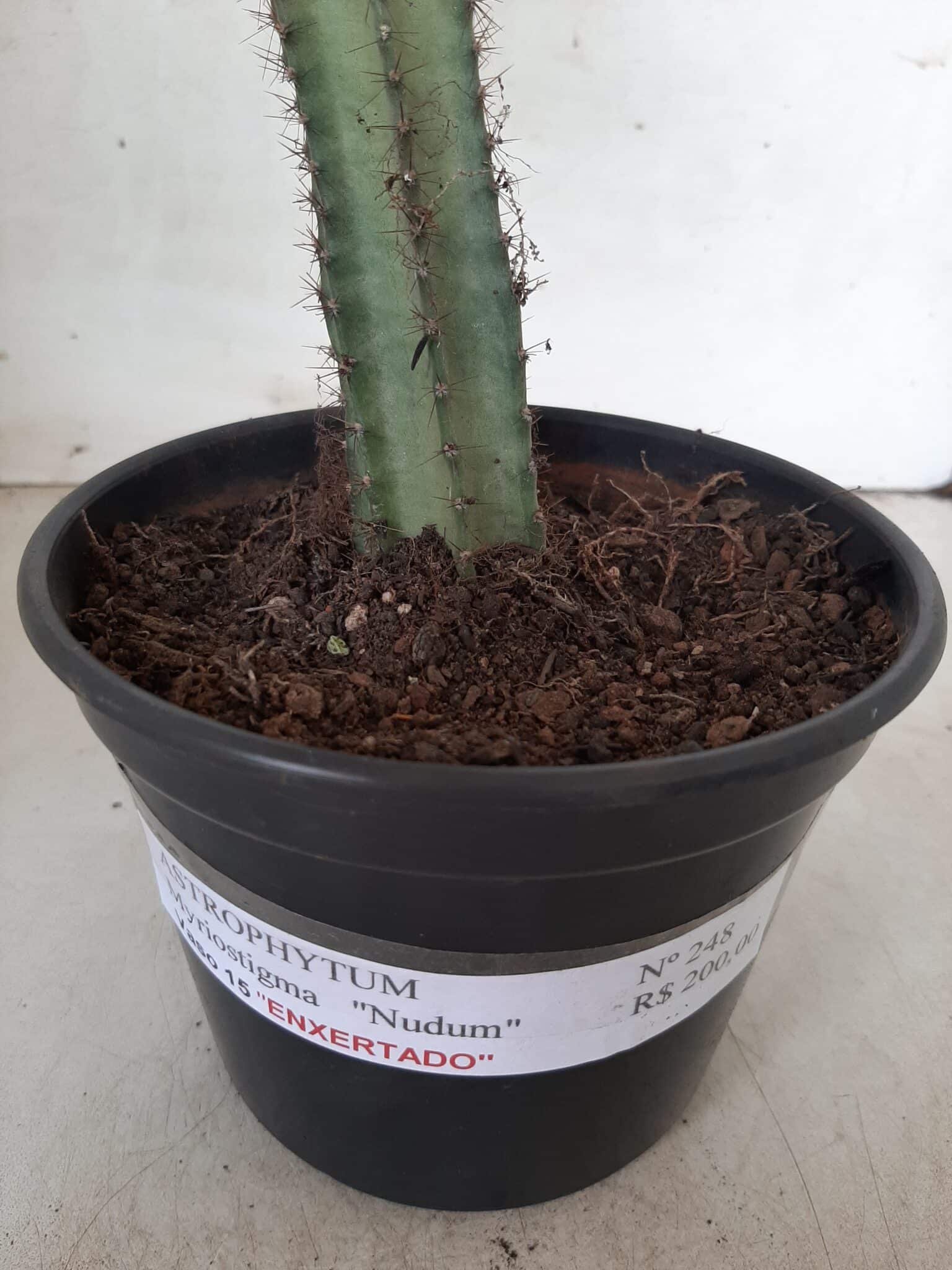 ASTROPHYTUM MYRIOSTIGMA NUDUM "ENXERTADO"  Nº 248 – vaso 15