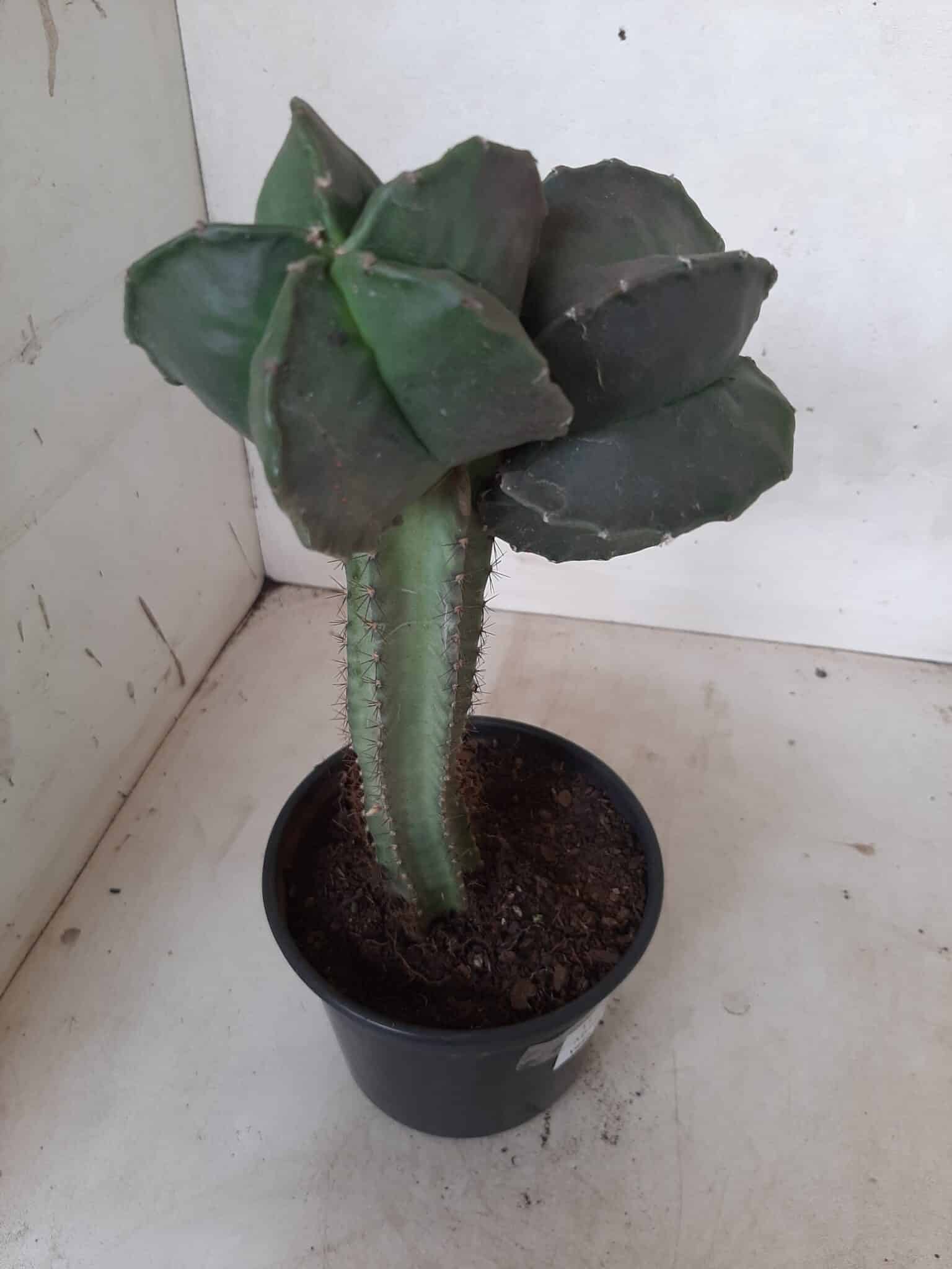 ASTROPHYTUM MYRIOSTIGMA NUDUM "ENXERTADO"  Nº 248 – vaso 15