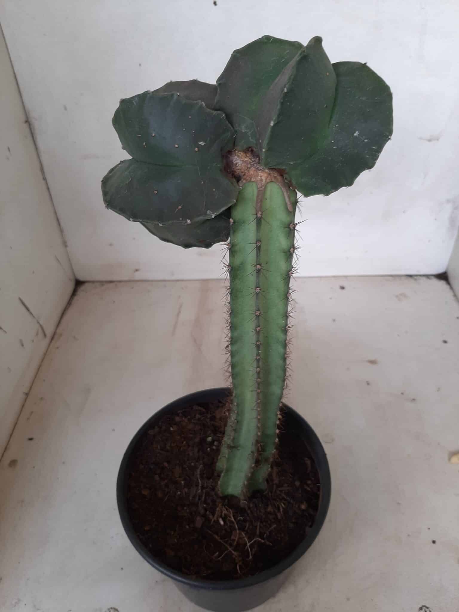 ASTROPHYTUM MYRIOSTIGMA NUDUM "ENXERTADO"  Nº 248 – vaso 15