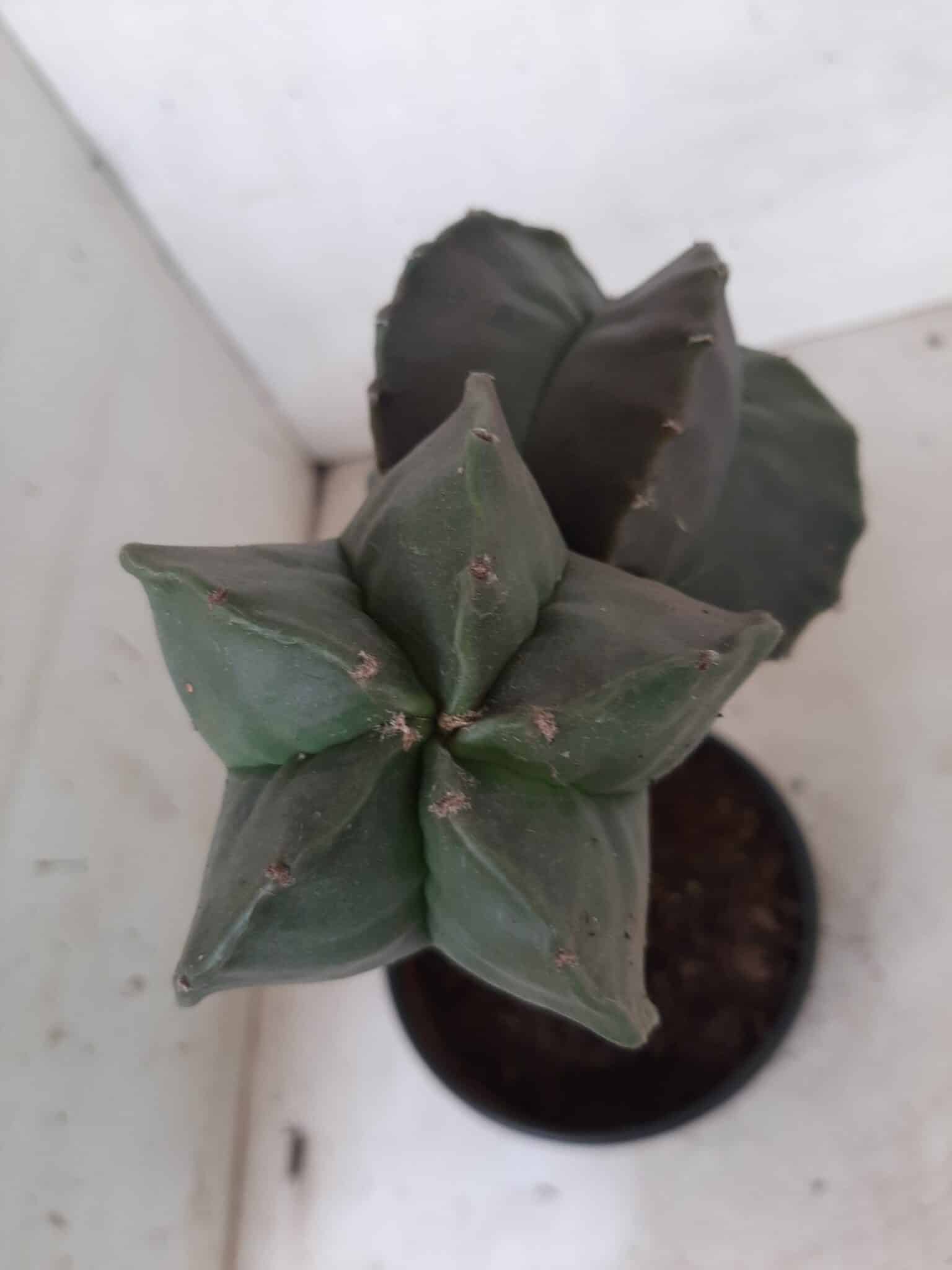 ASTROPHYTUM MYRIOSTIGMA NUDUM "ENXERTADO"  Nº 248 – vaso 15