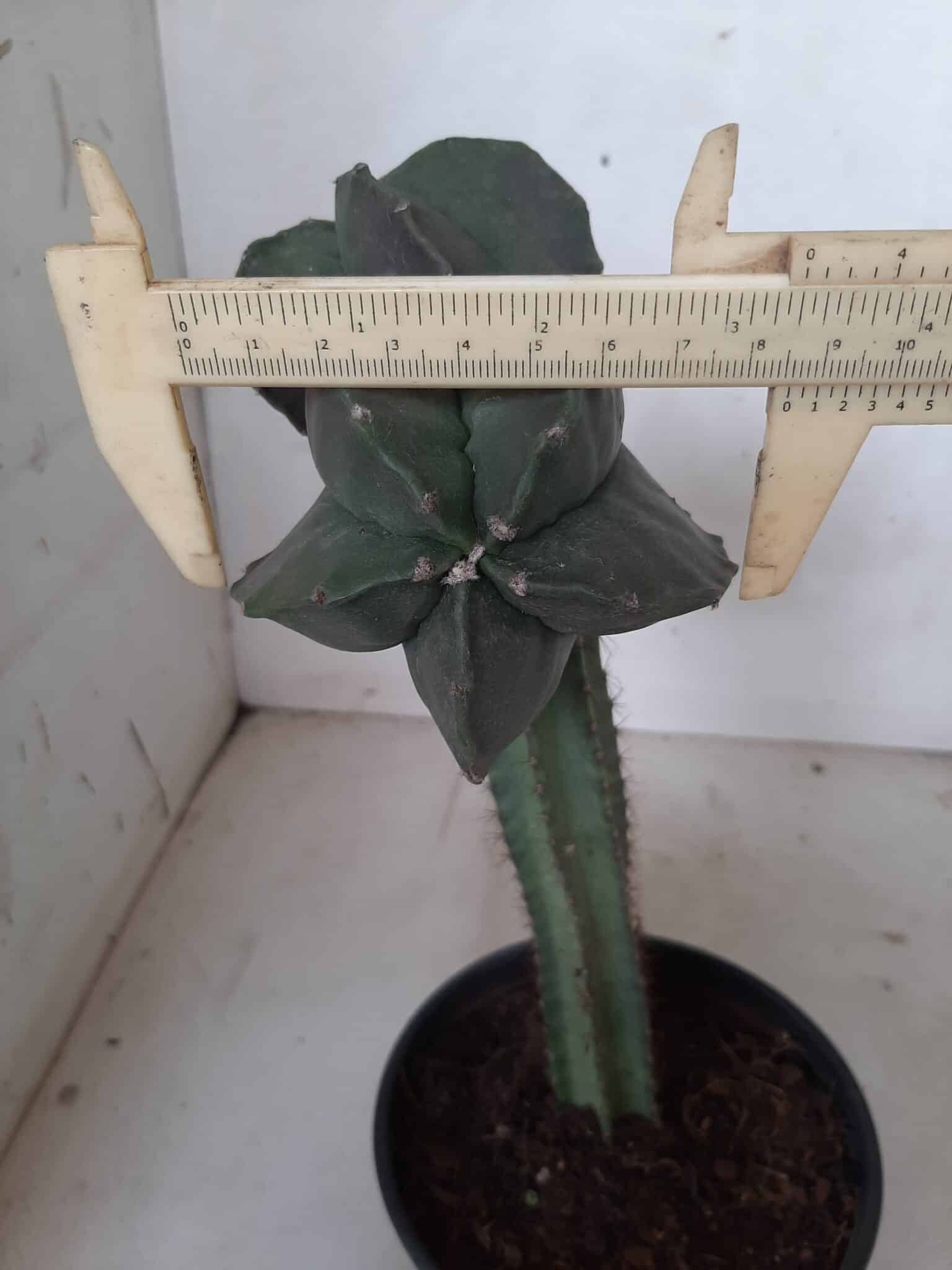 ASTROPHYTUM MYRIOSTIGMA NUDUM "ENXERTADO"  Nº 248 – vaso 15