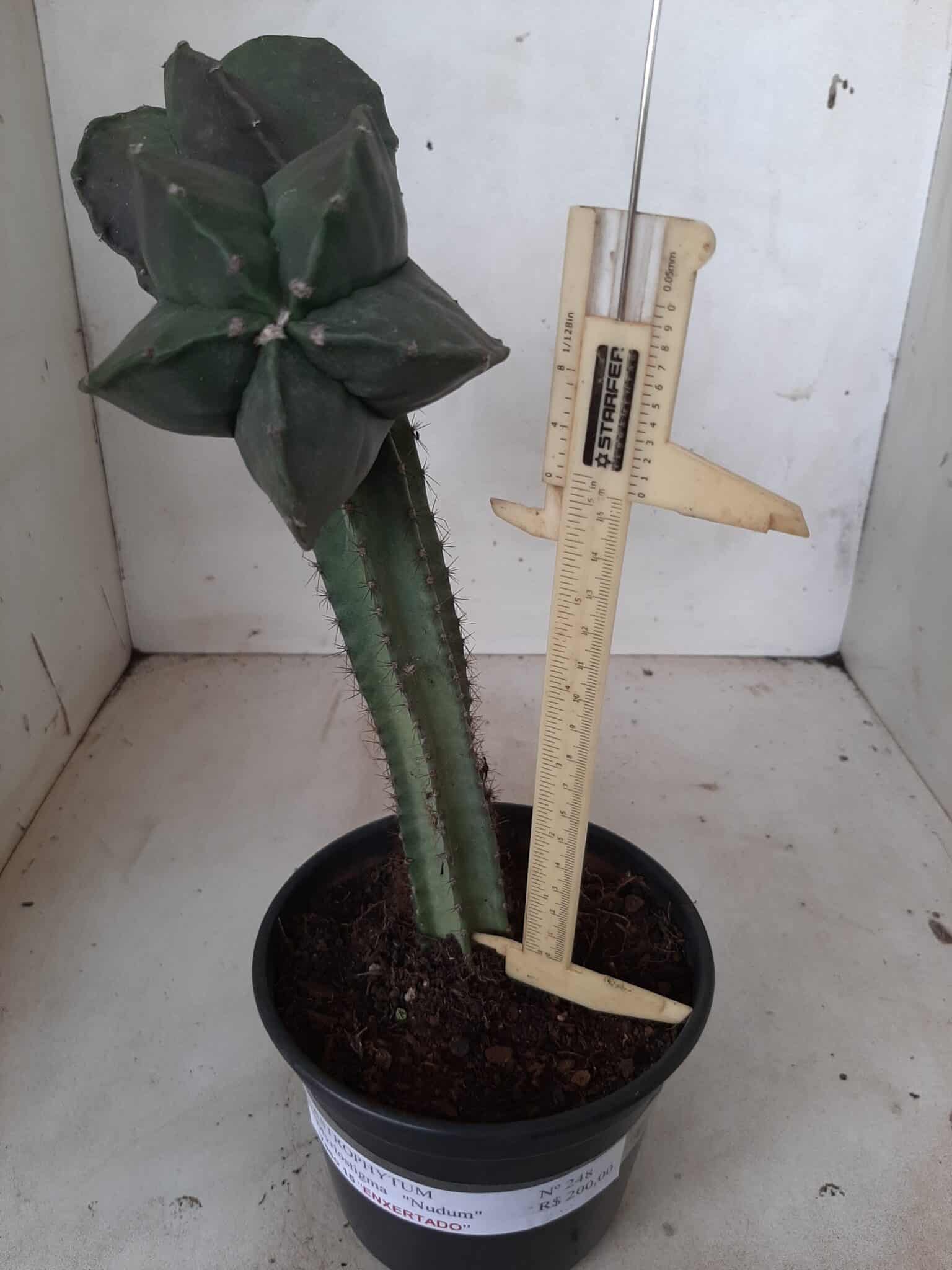 ASTROPHYTUM MYRIOSTIGMA NUDUM "ENXERTADO"  Nº 248 – vaso 15