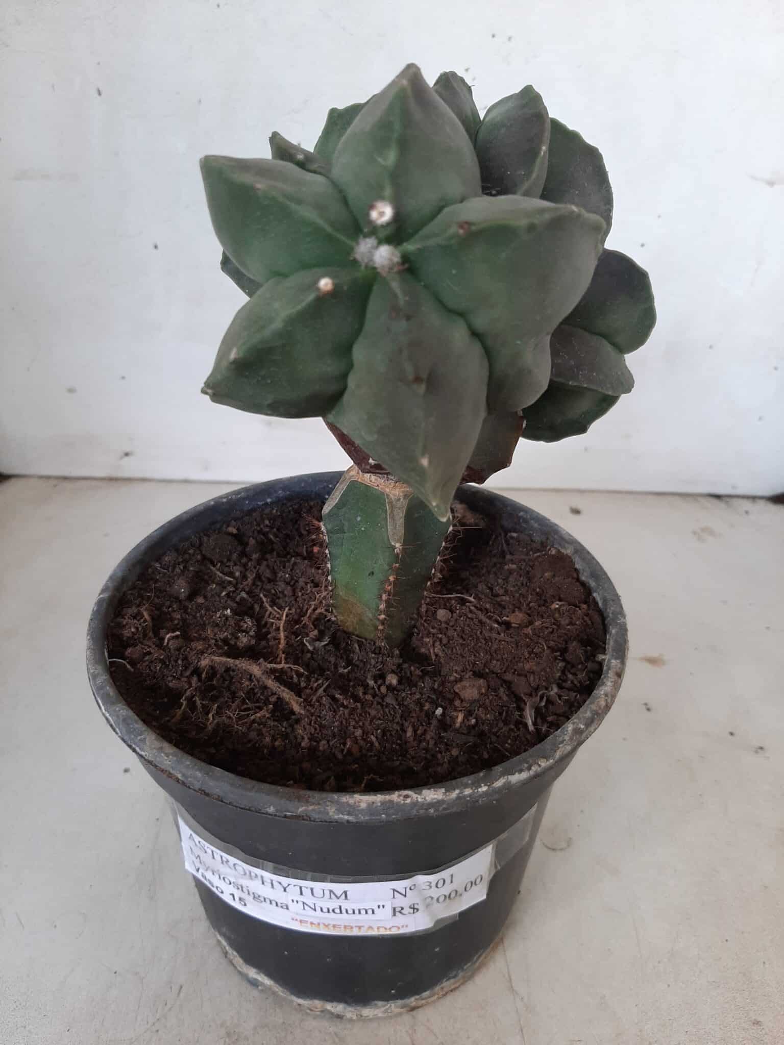 ASTROPHYTUM MYRIOSTIGMA Nudum "ENXERTADO"  Nº 301 – vaso 15