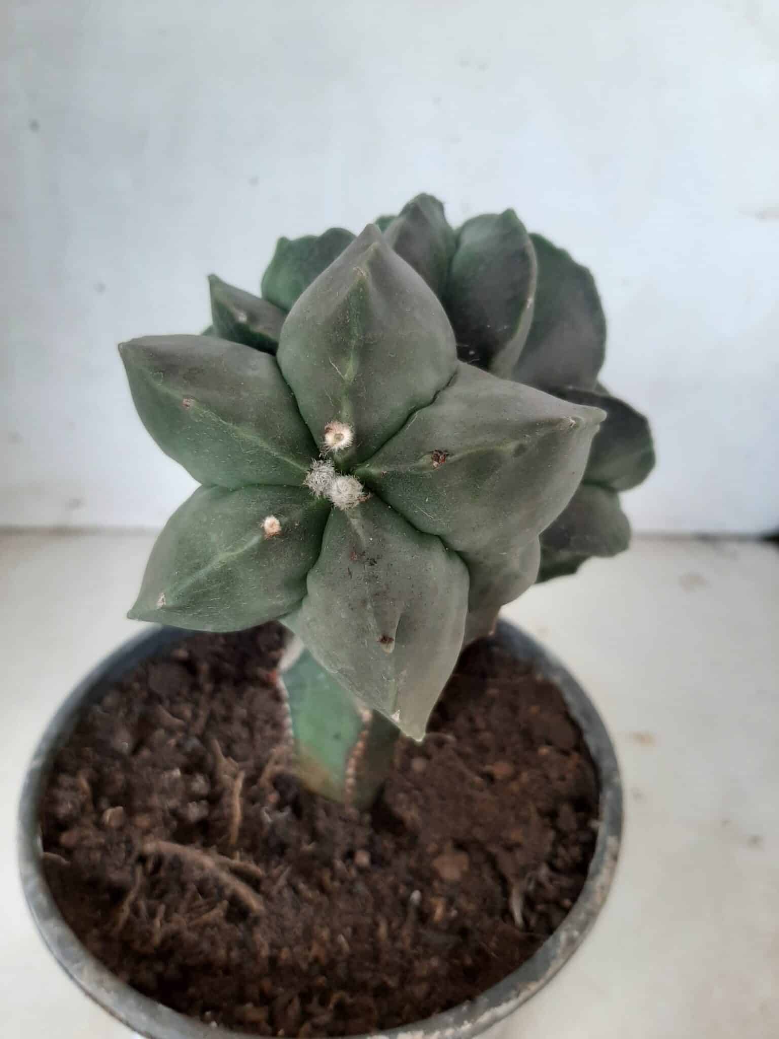 ASTROPHYTUM MYRIOSTIGMA Nudum "ENXERTADO"  Nº 301 – vaso 15