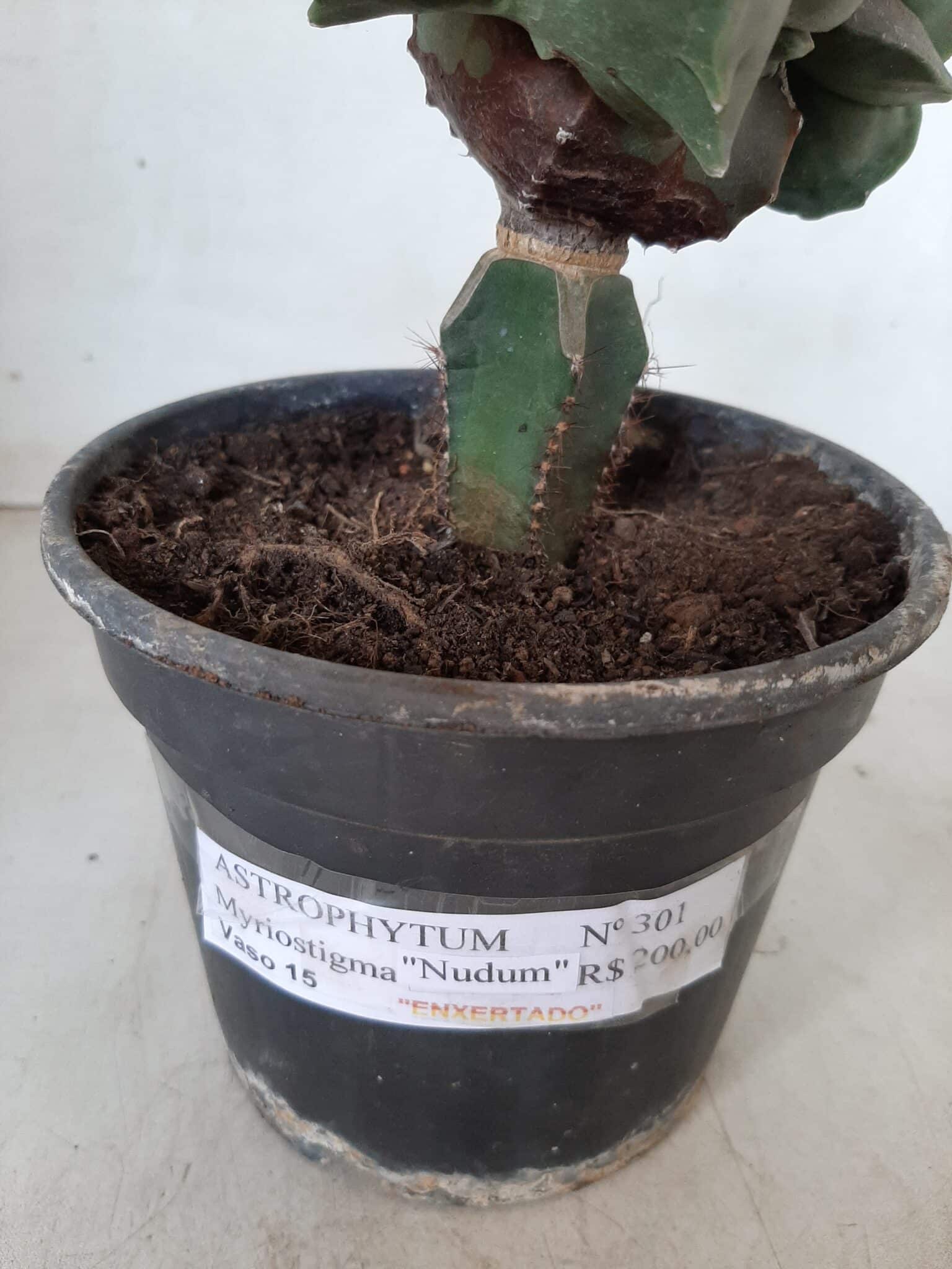 ASTROPHYTUM MYRIOSTIGMA Nudum "ENXERTADO"  Nº 301 – vaso 15