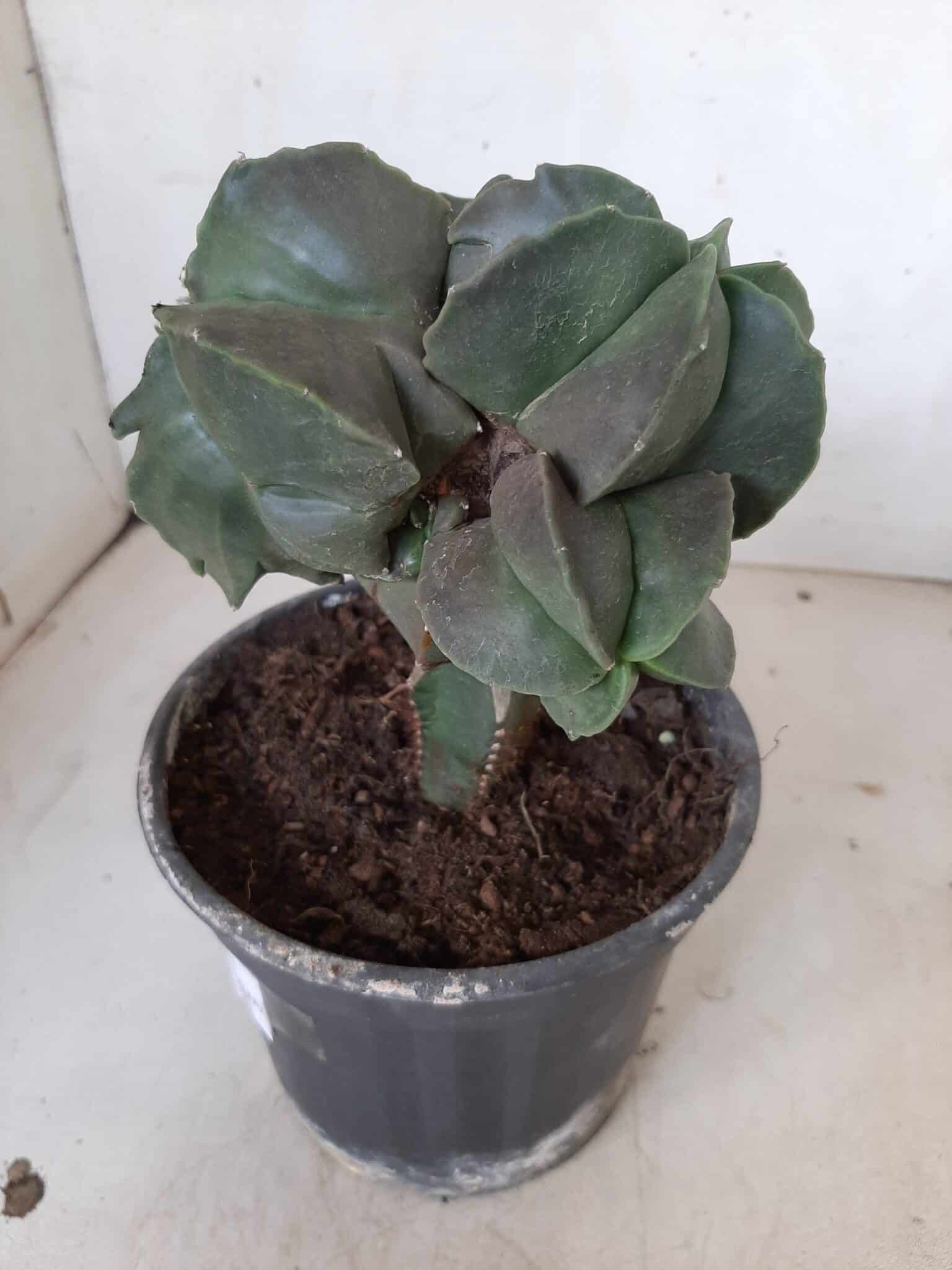 ASTROPHYTUM MYRIOSTIGMA Nudum "ENXERTADO"  Nº 301 – vaso 15