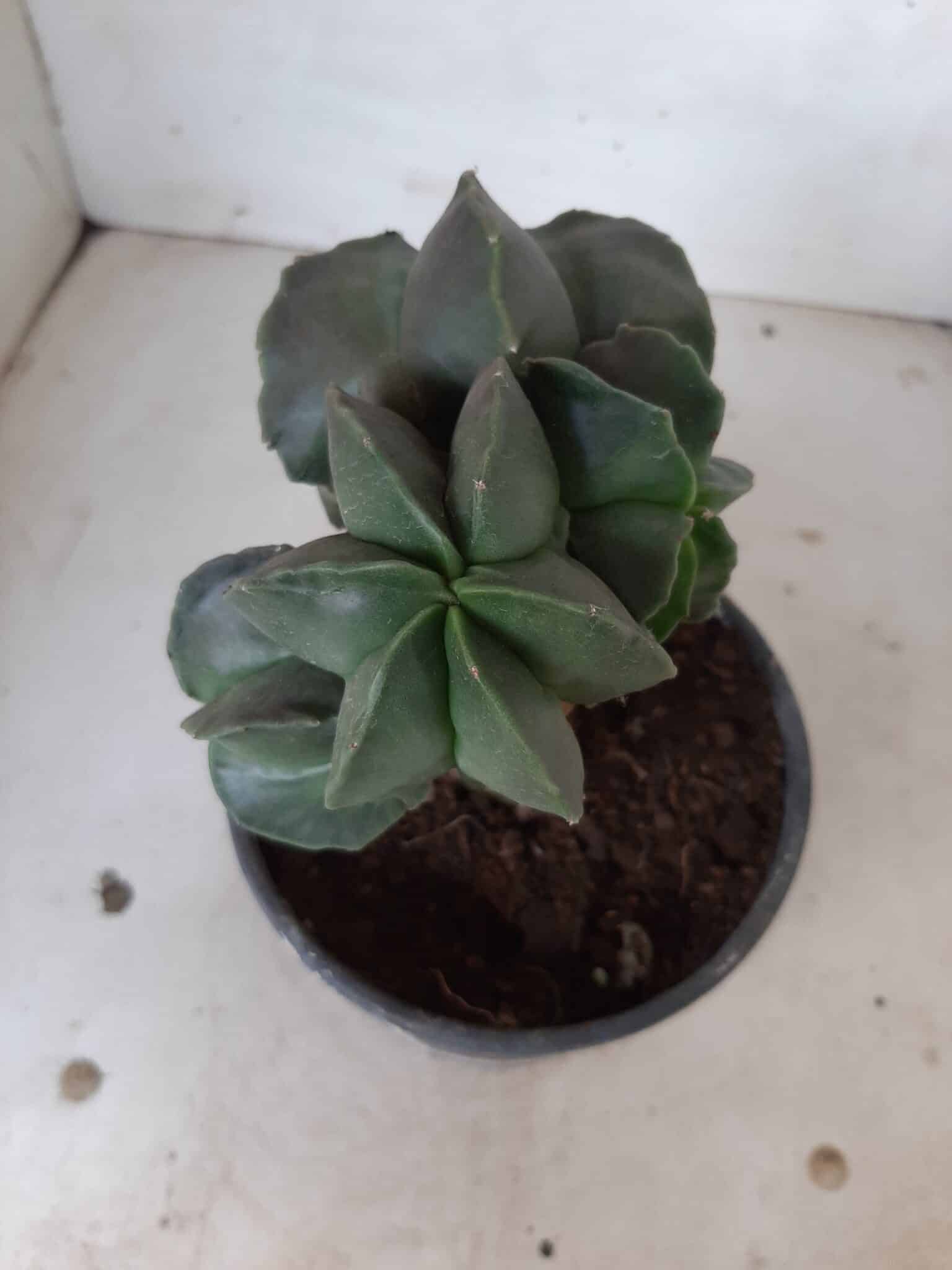ASTROPHYTUM MYRIOSTIGMA Nudum "ENXERTADO"  Nº 301 – vaso 15