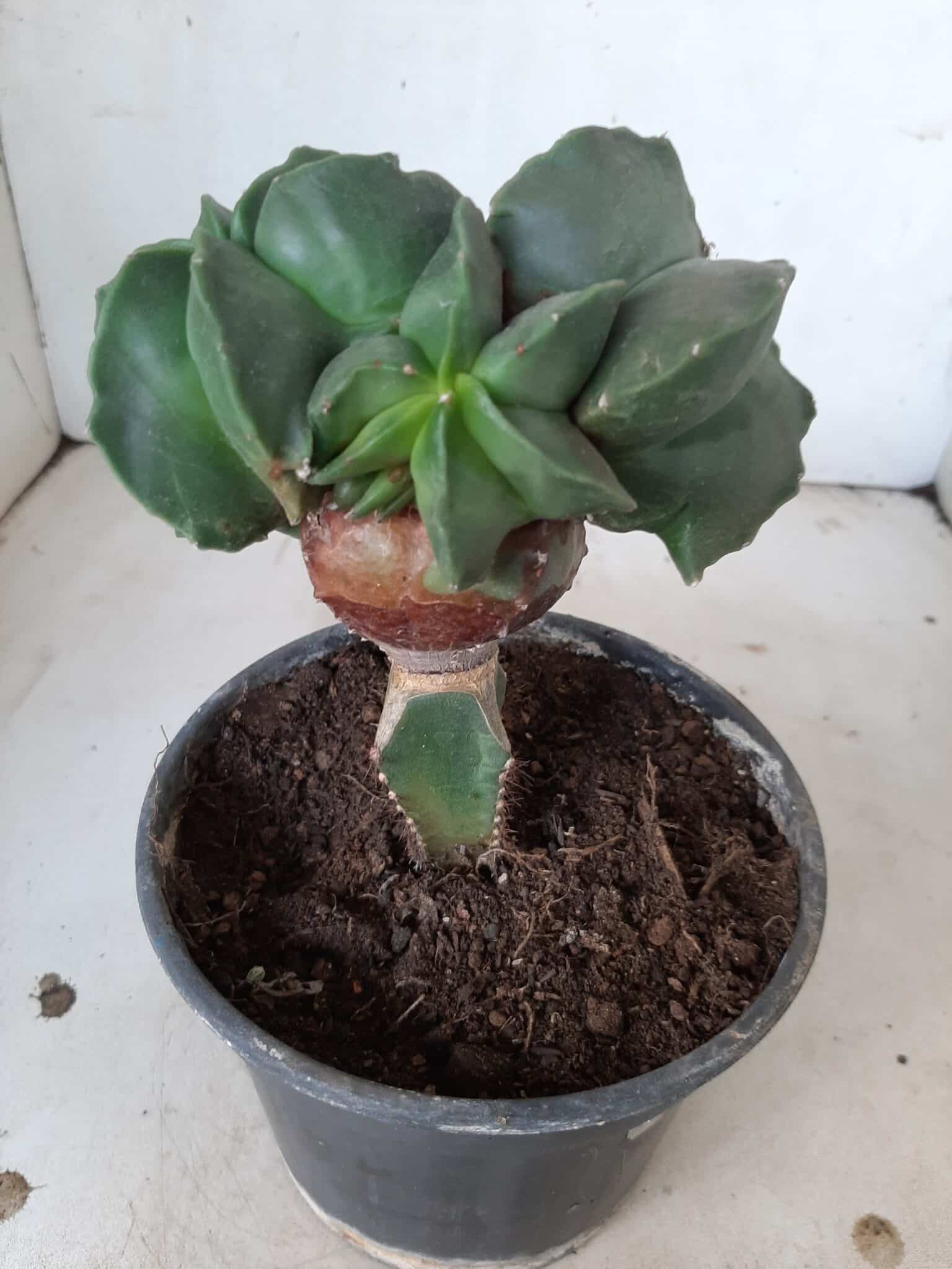ASTROPHYTUM MYRIOSTIGMA Nudum "ENXERTADO"  Nº 301 – vaso 15