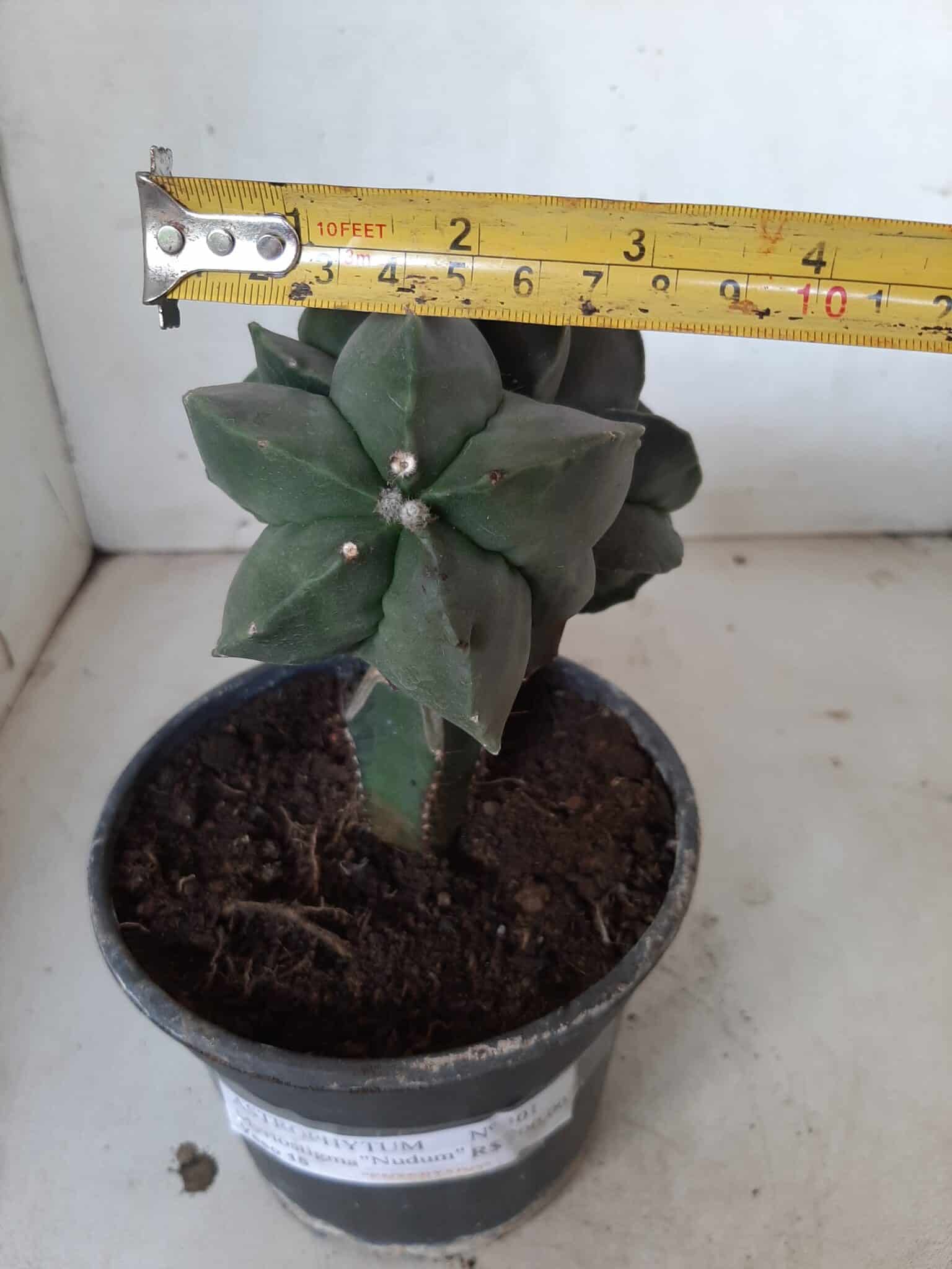 ASTROPHYTUM MYRIOSTIGMA Nudum "ENXERTADO"  Nº 301 – vaso 15