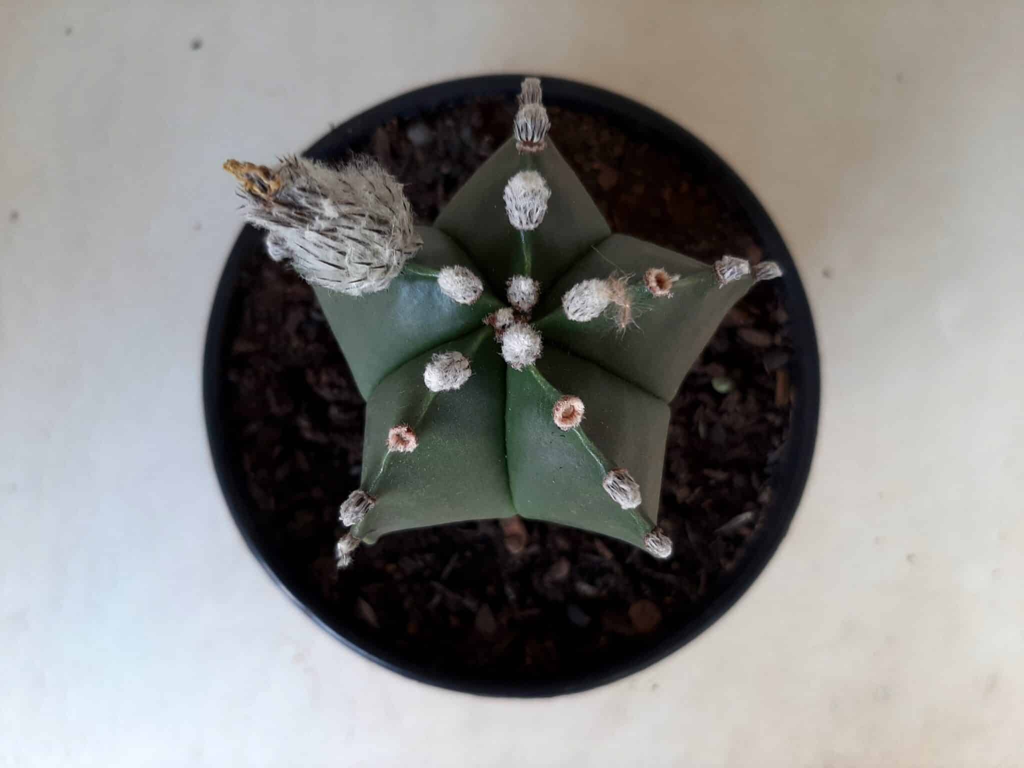 Sementes de cactos ASTROPHYTUM MYRIOSTIGMA - foto 22