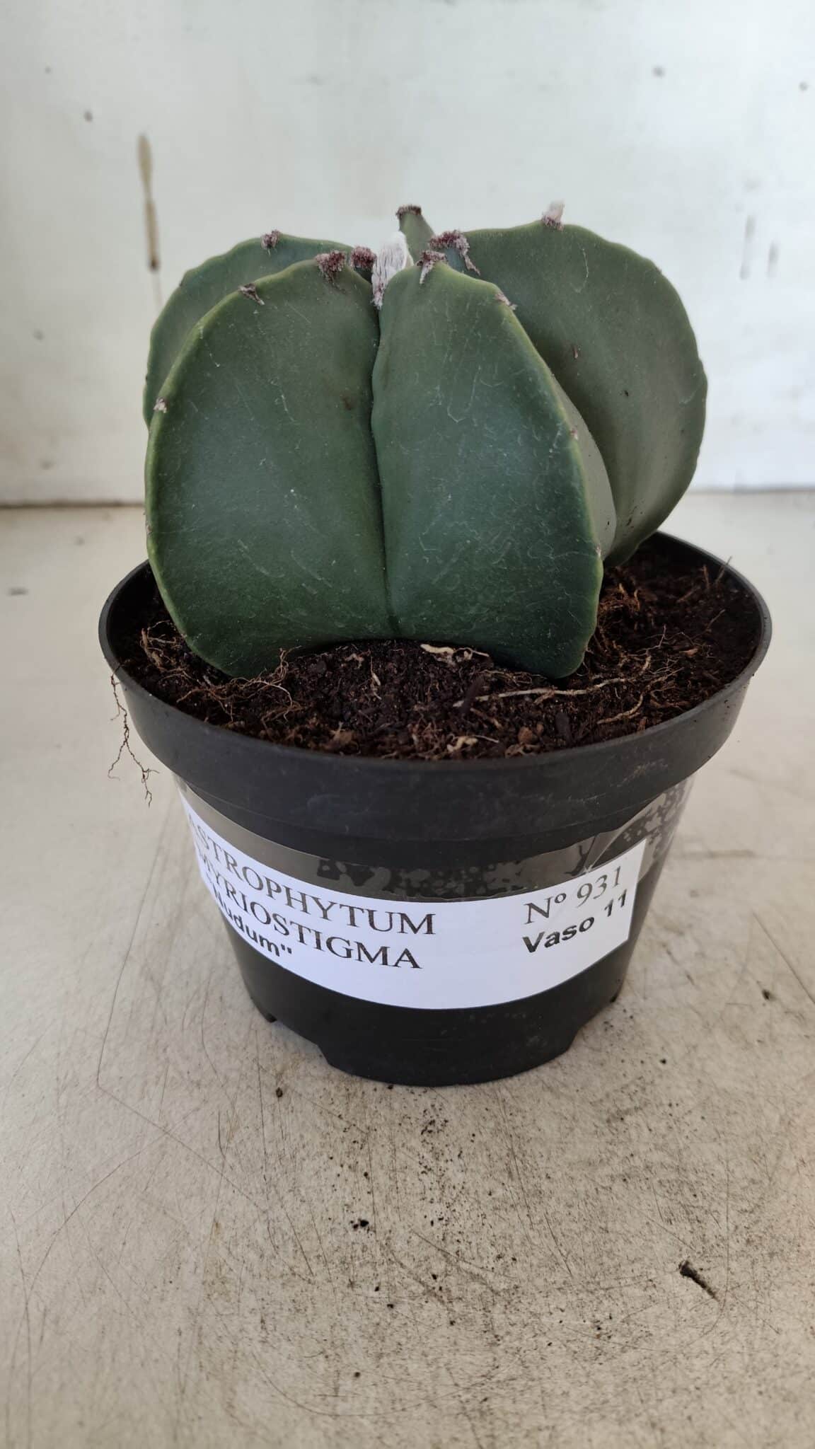 ASTROPHYTUM MYRIOSTIGMA  Nº 931 – vaso 11