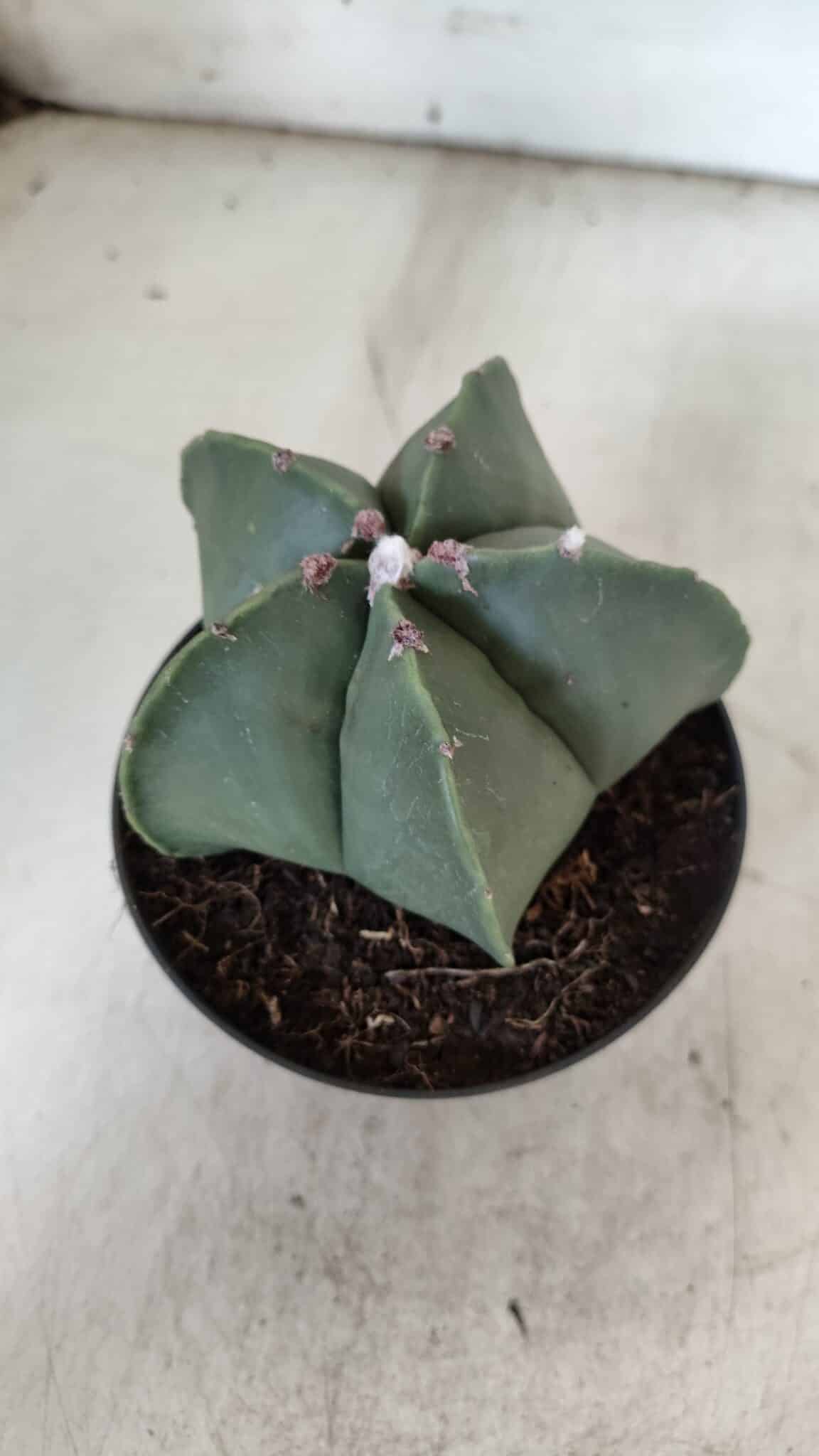 ASTROPHYTUM MYRIOSTIGMA  Nº 931 – vaso 11
