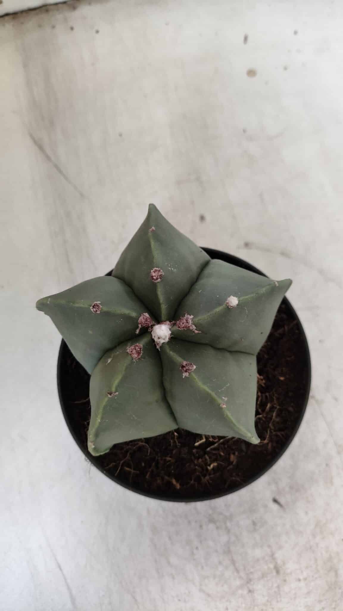 ASTROPHYTUM MYRIOSTIGMA  Nº 931 – vaso 11