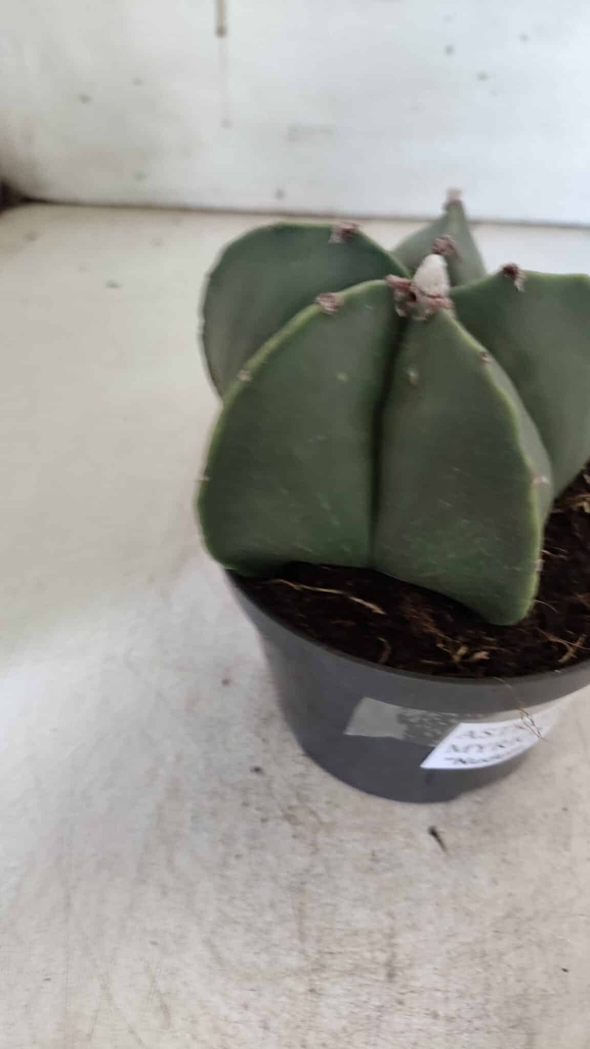 ASTROPHYTUM MYRIOSTIGMA  Nº 931 – vaso 11