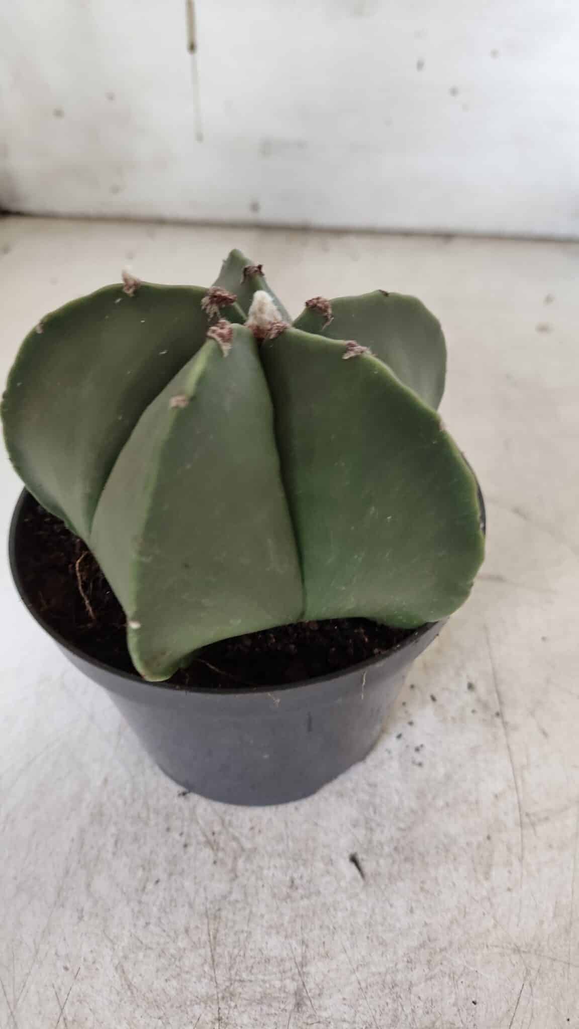 ASTROPHYTUM MYRIOSTIGMA  Nº 931 – vaso 11