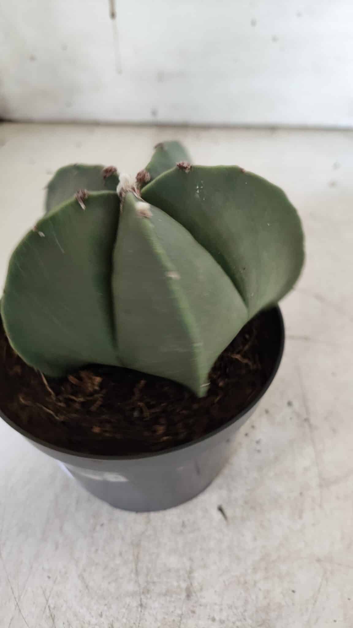 ASTROPHYTUM MYRIOSTIGMA  Nº 931 – vaso 11