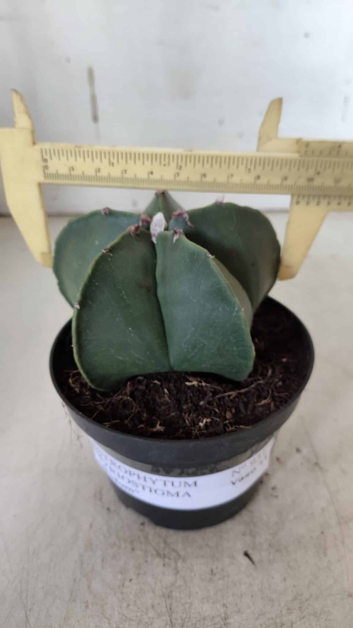 ASTROPHYTUM MYRIOSTIGMA  Nº 931 – vaso 11