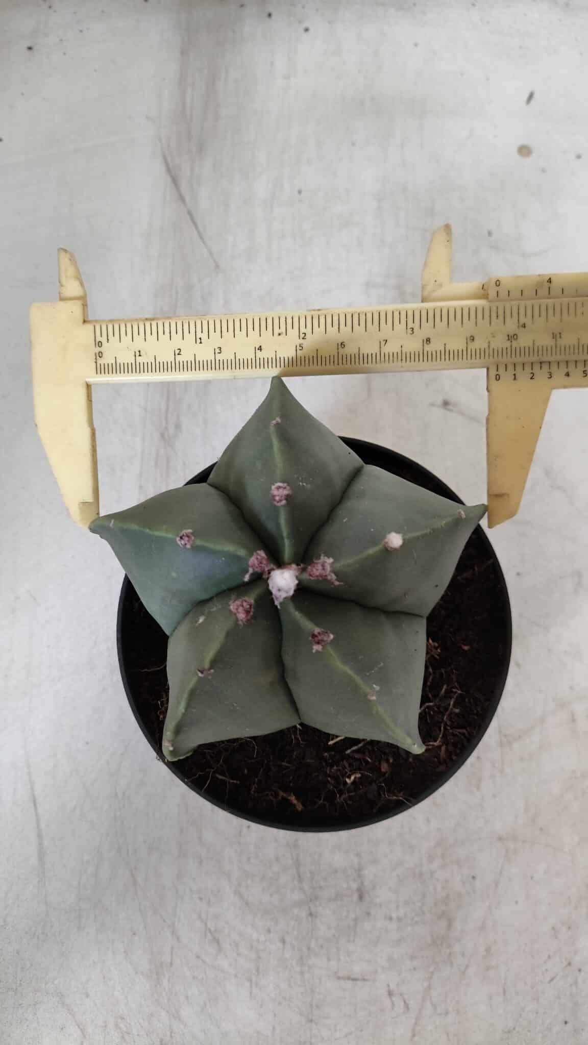 ASTROPHYTUM MYRIOSTIGMA  Nº 931 – vaso 11
