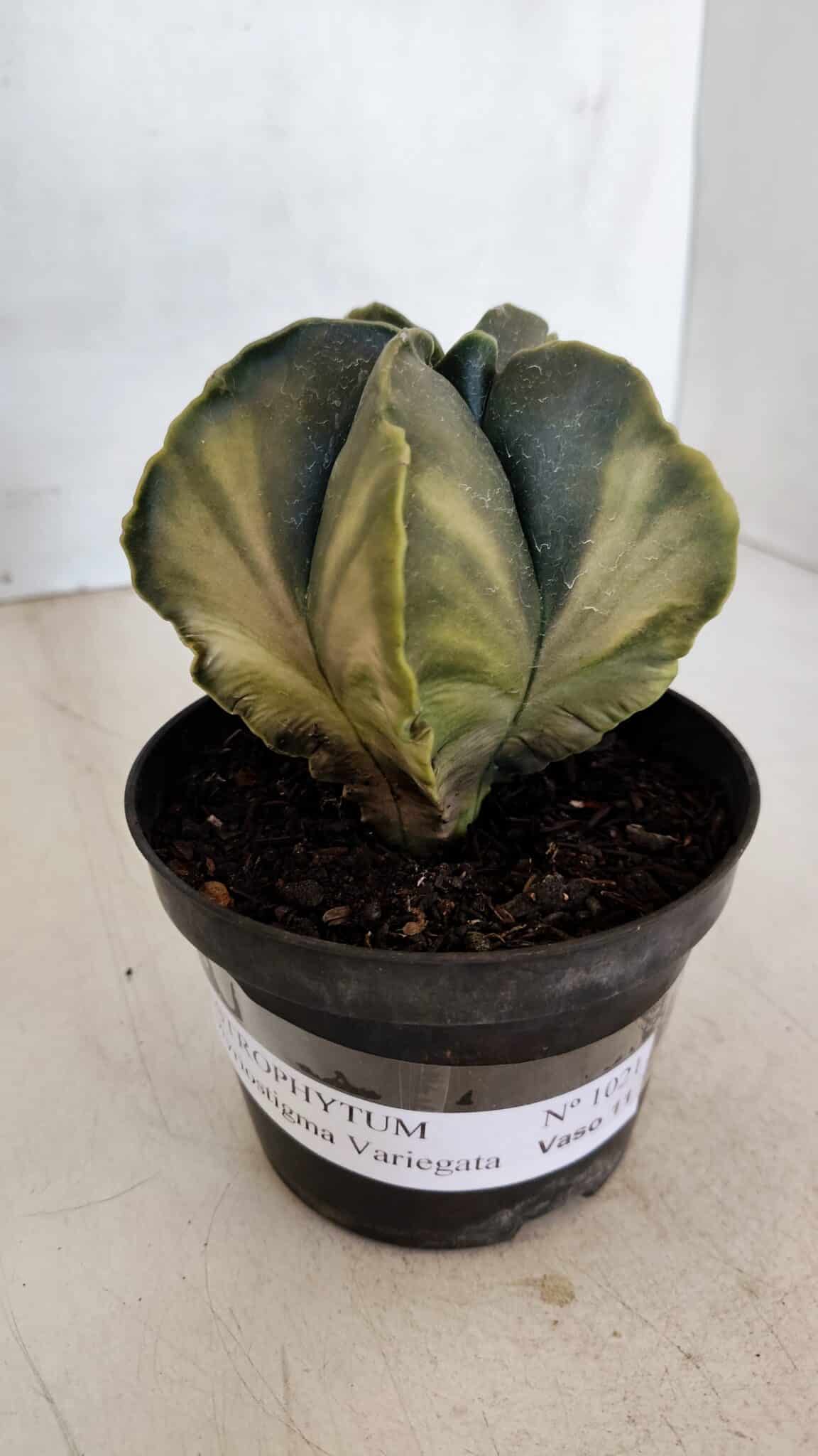 ASTROPHYTUM MYRIOSTIGMA "Variegata" Nº 1021 – vaso 11 - foto 2
